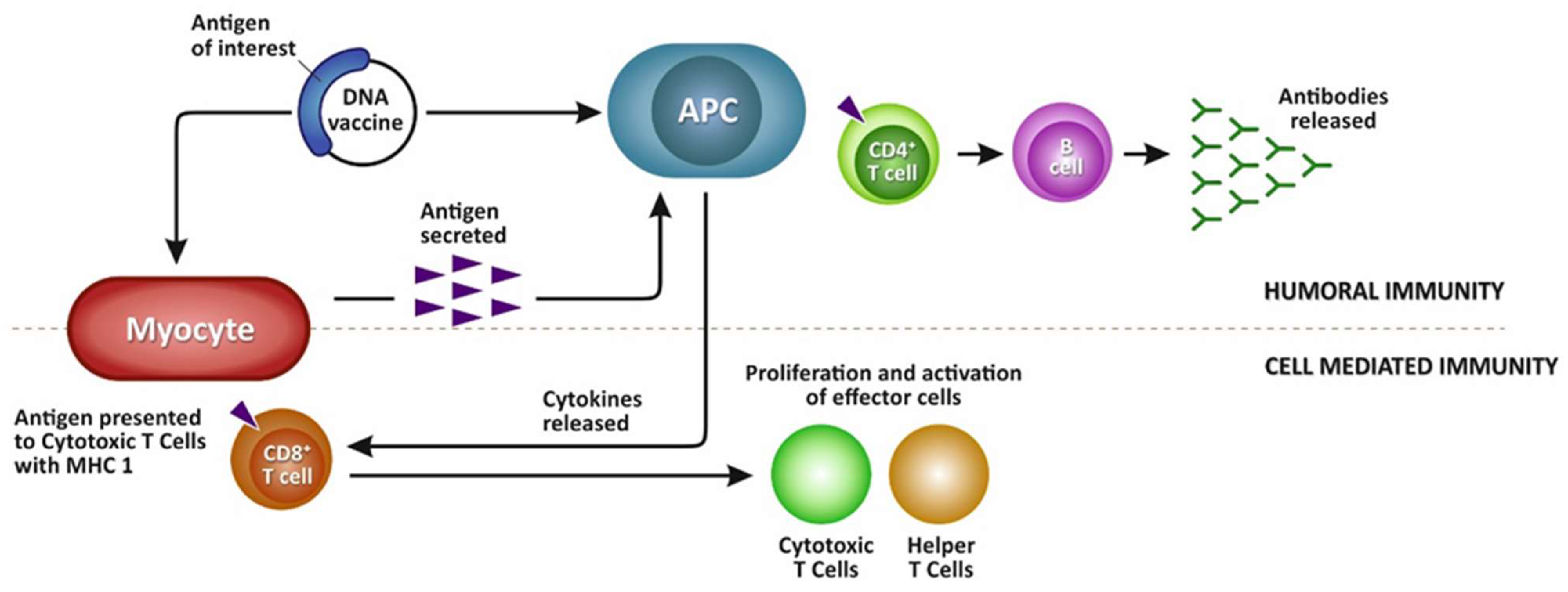 Vaccines 11 00251 g002 Vaccines 11 00251 g002