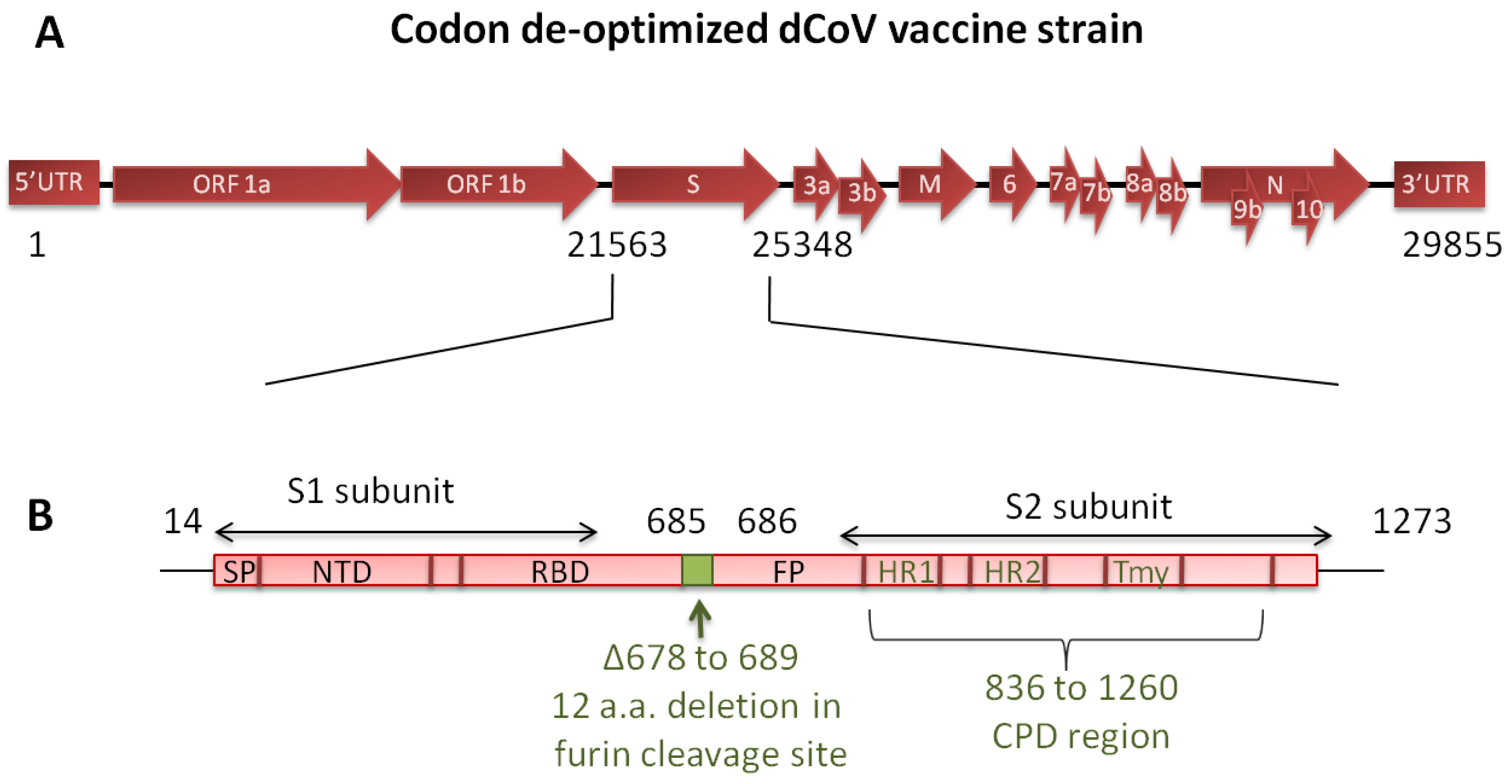 The relative dynamics of infection with the Delta and Omicron SARS-CoV-2  variants in aged and young Syrian hamsters