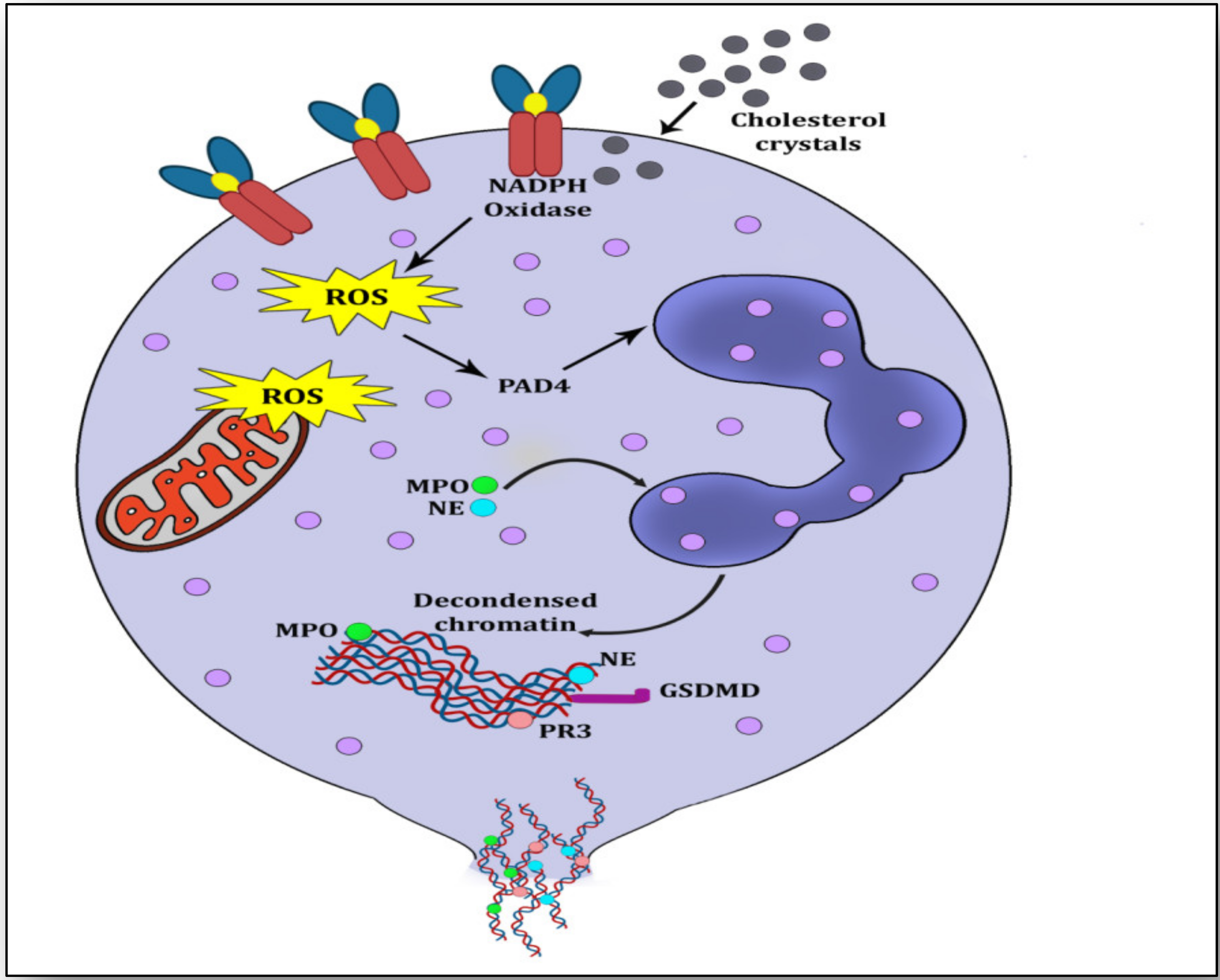 Vaccines 11 00261 g002 Vaccines 11 00261 g002
