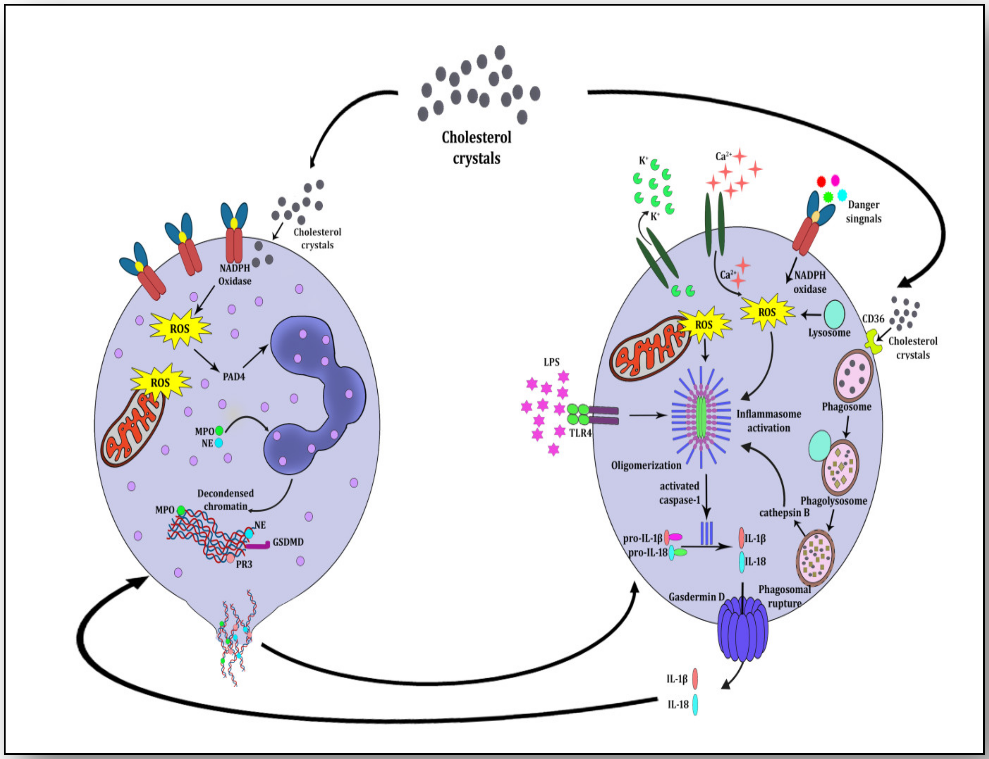 Vaccines 11 00261 g004 Vaccines 11 00261 g004