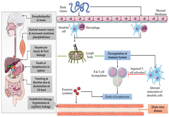 Ebola Virus Disease Vaccines: Development, Current
