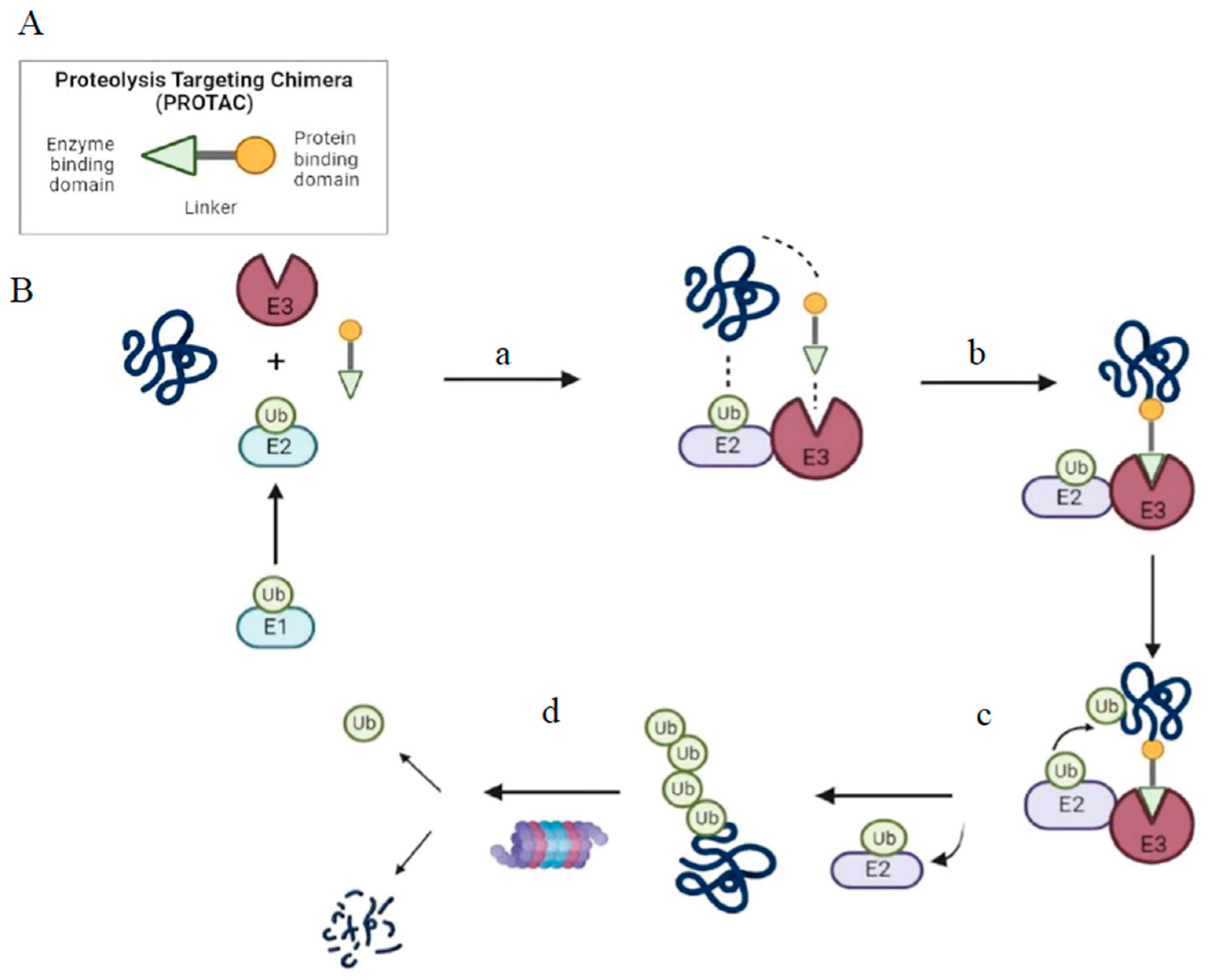 Vaccines Free FullText Recent Advances in PROTACBased Antiviral
