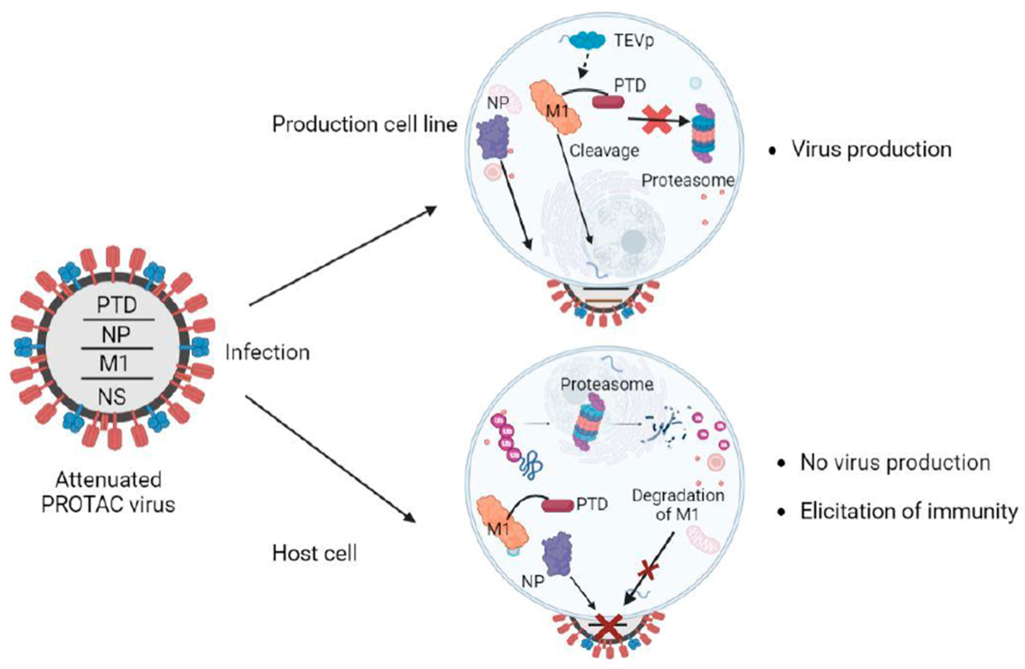 Vaccines 11 00270 g003