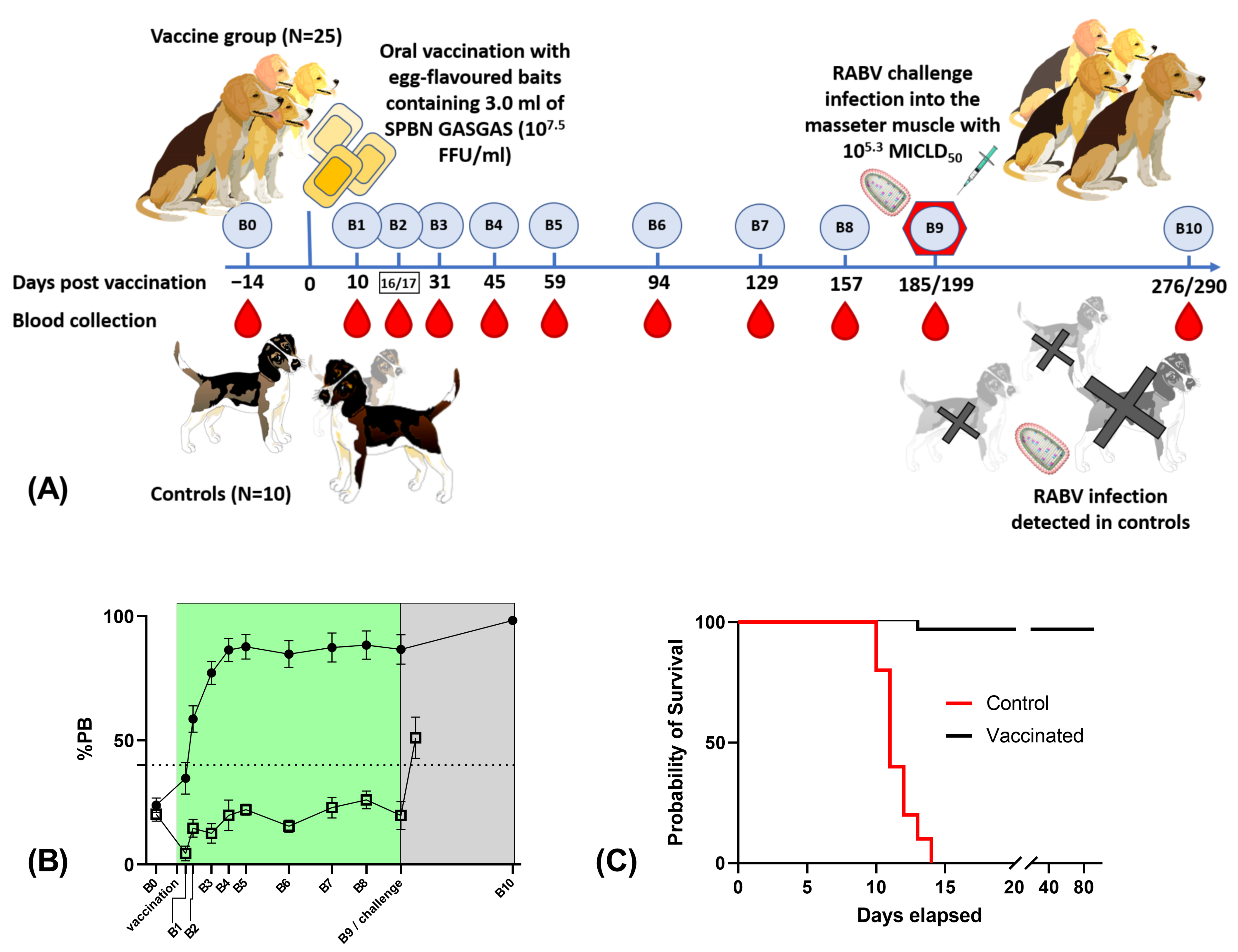 Feeding Tubes in Dogs - Conditions Treated, Procedure, Efficacy