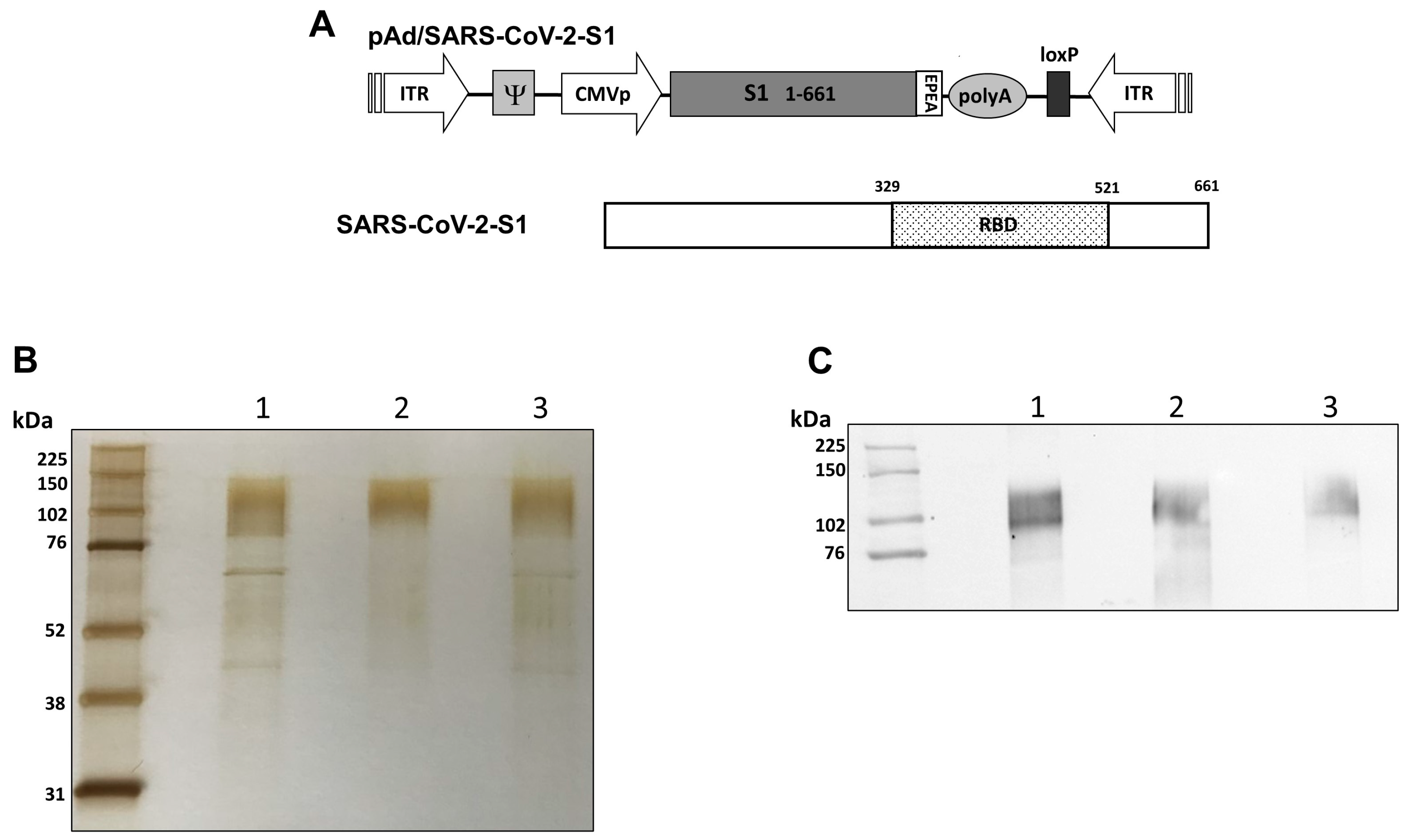 Trivalent SARS-CoV-2 S1 Subunit Protein Vaccination Induces Broad 