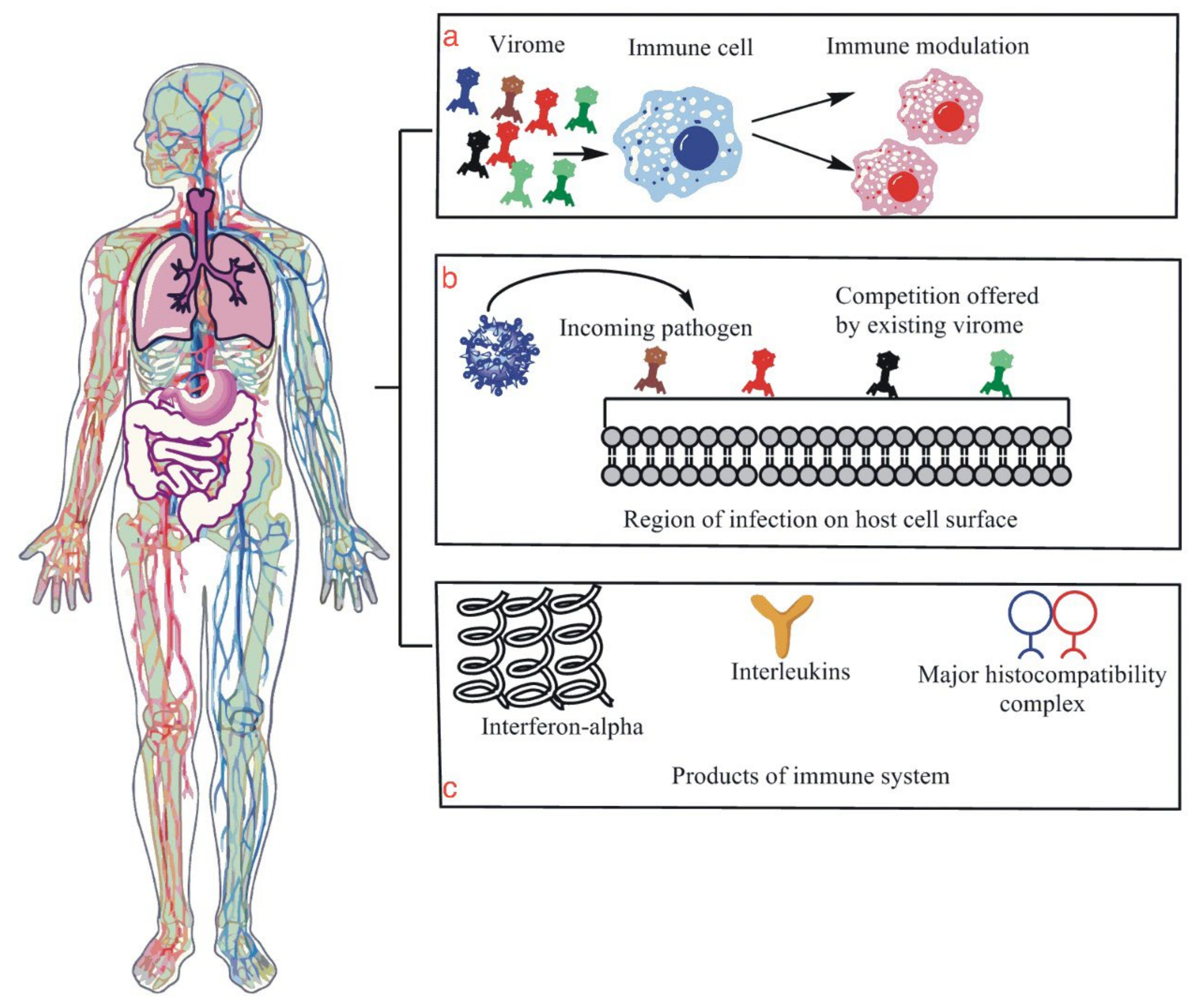 SciELO - Brasil - An immunogenetic view of COVID-19 An immunogenetic view  of COVID-19