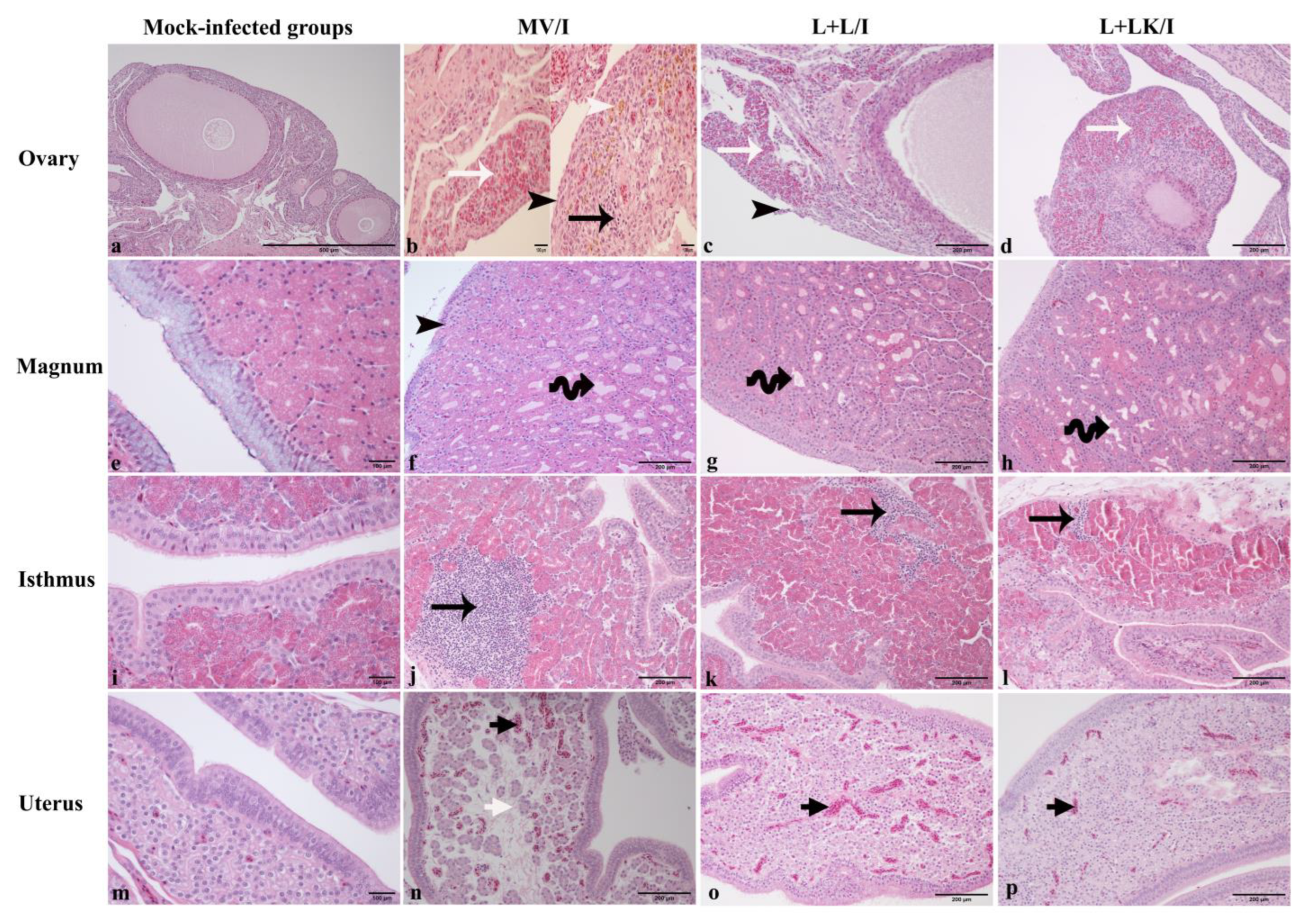 Vaccines 11 00338 g007 Vaccines 11 00338 g007