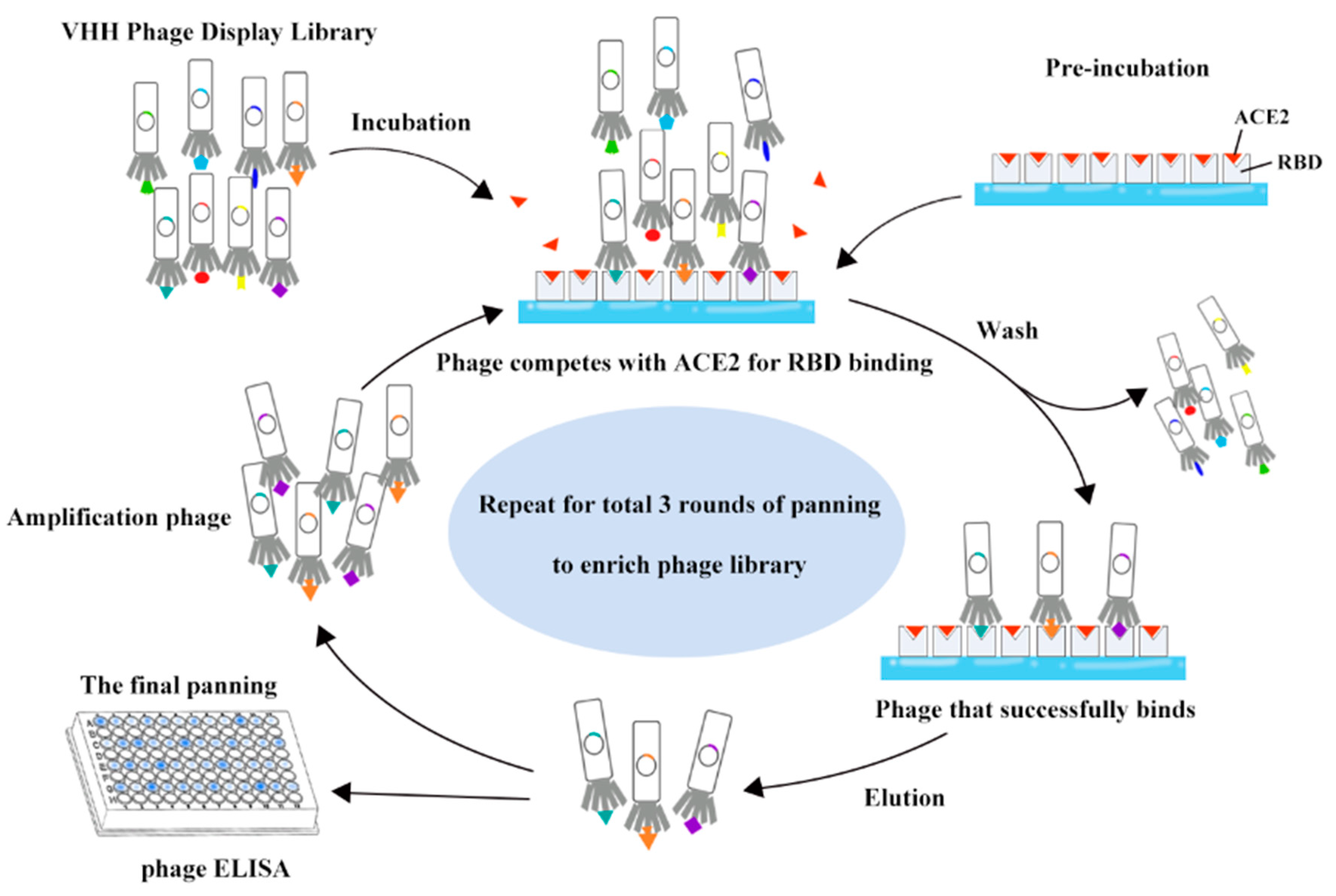 Vaccines | Free Full-Text | A Competitive Panning Method Reveals an  Anti-SARS-CoV-2 Nanobody Specific for an RBD-ACE2 Binding Site