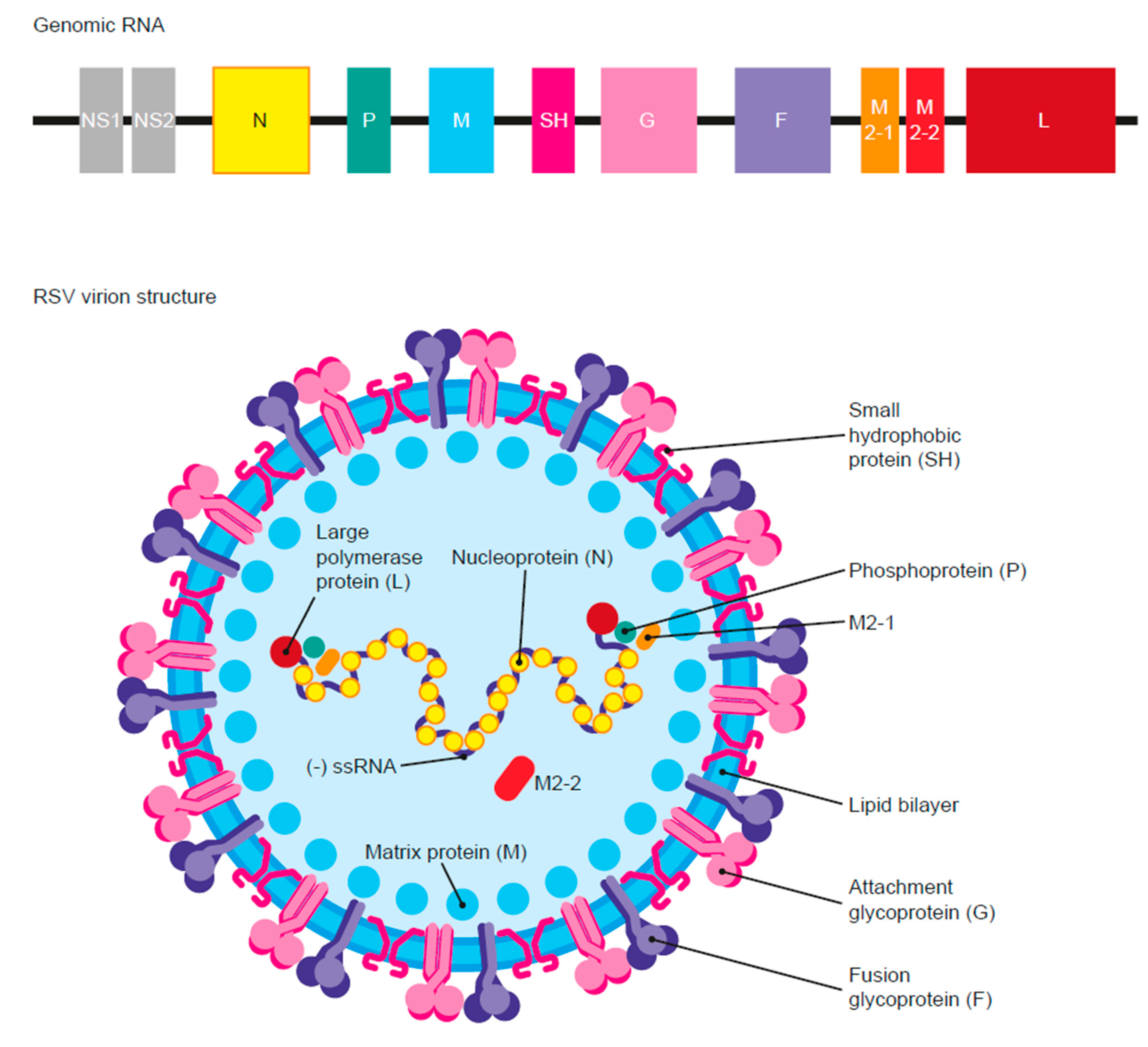Vaccines 11 00382 g001