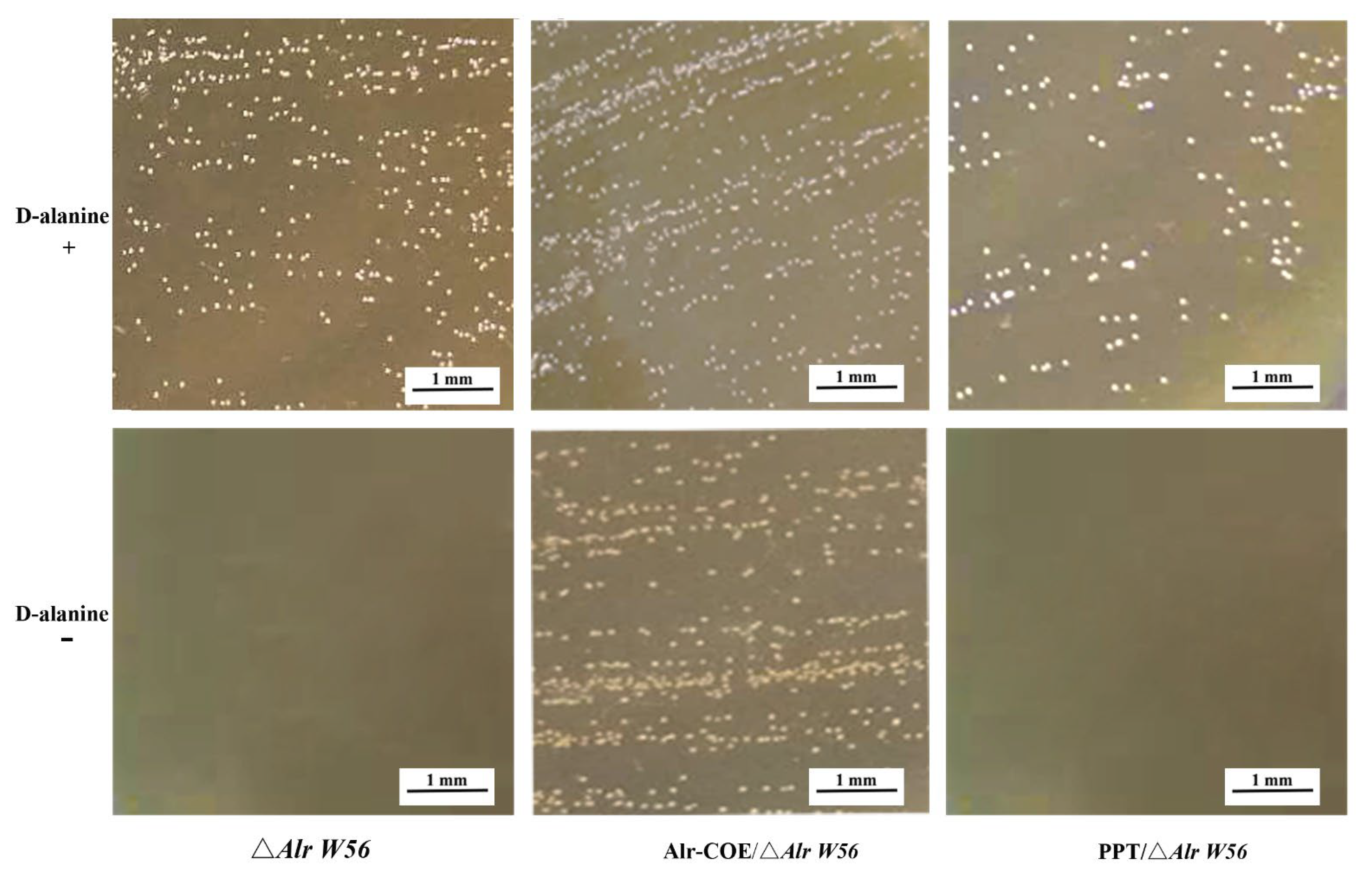 Vaccines 11 00388 g001 550