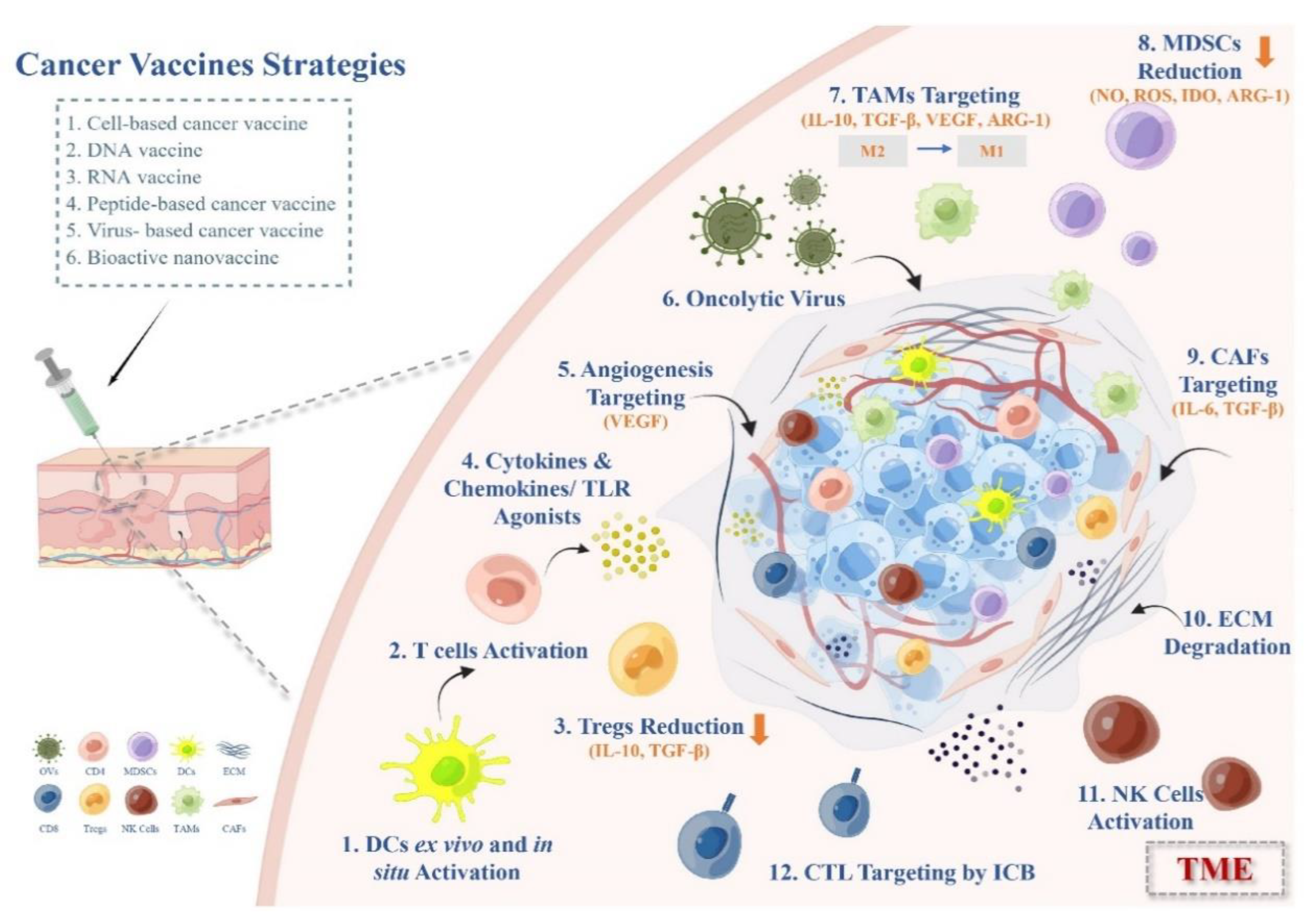 Vaccines 11 00394 g002