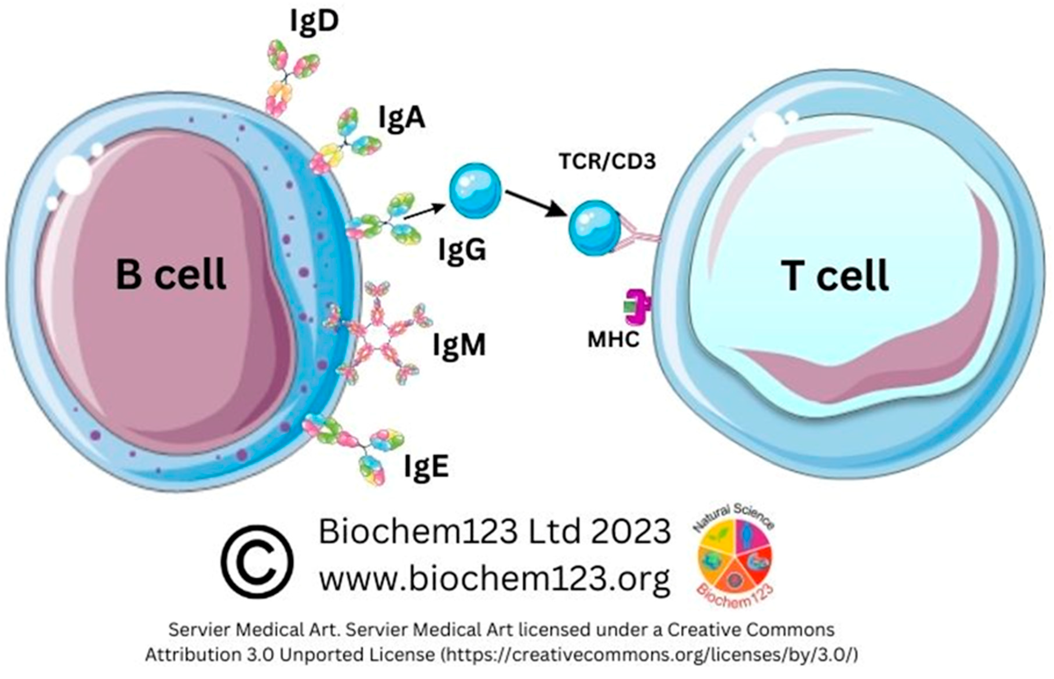 Vaccines 11 00408 g002 Vaccines 11 00408 g002