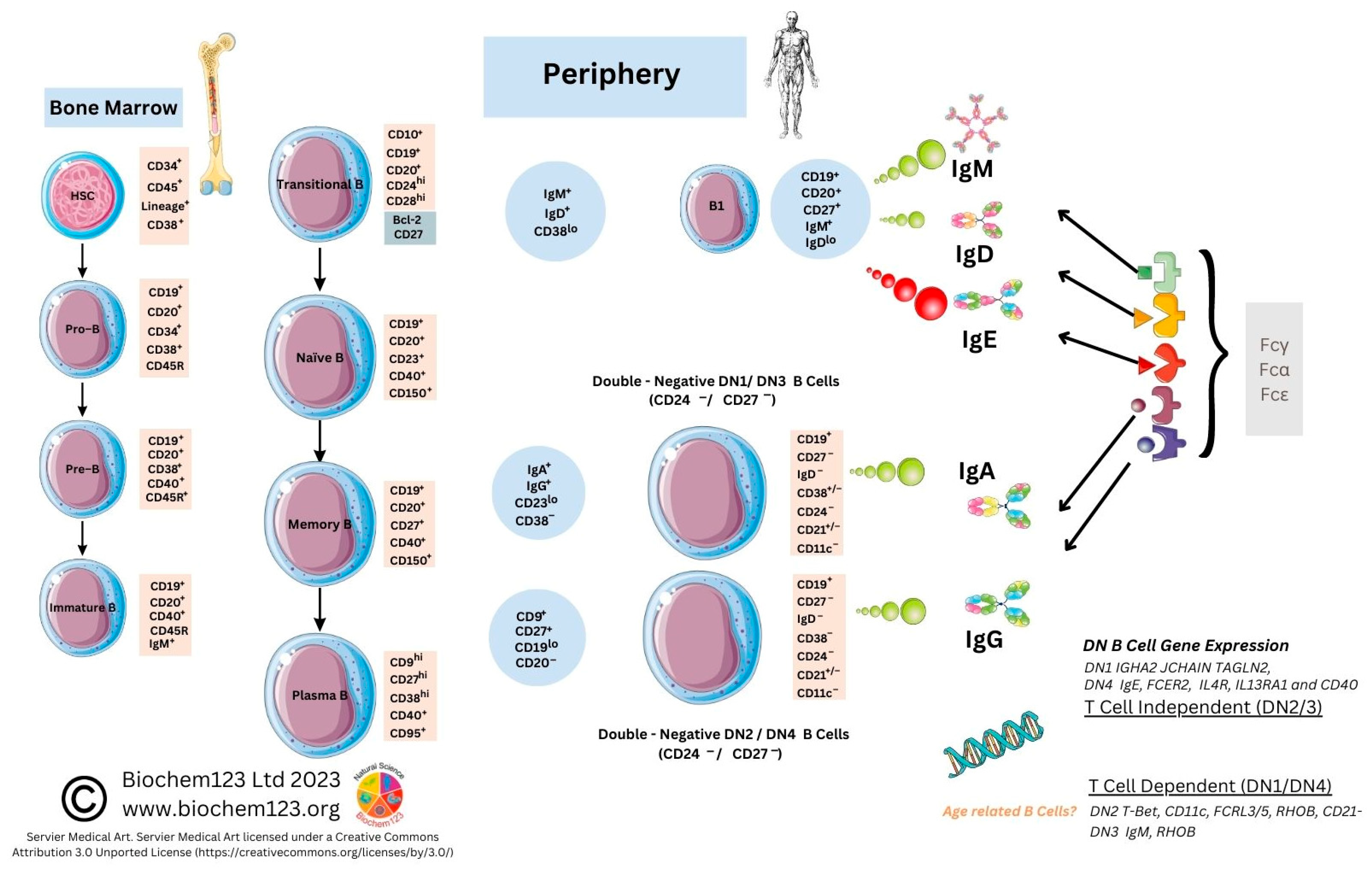 Vaccines 11 00408 g003 Vaccines 11 00408 g003