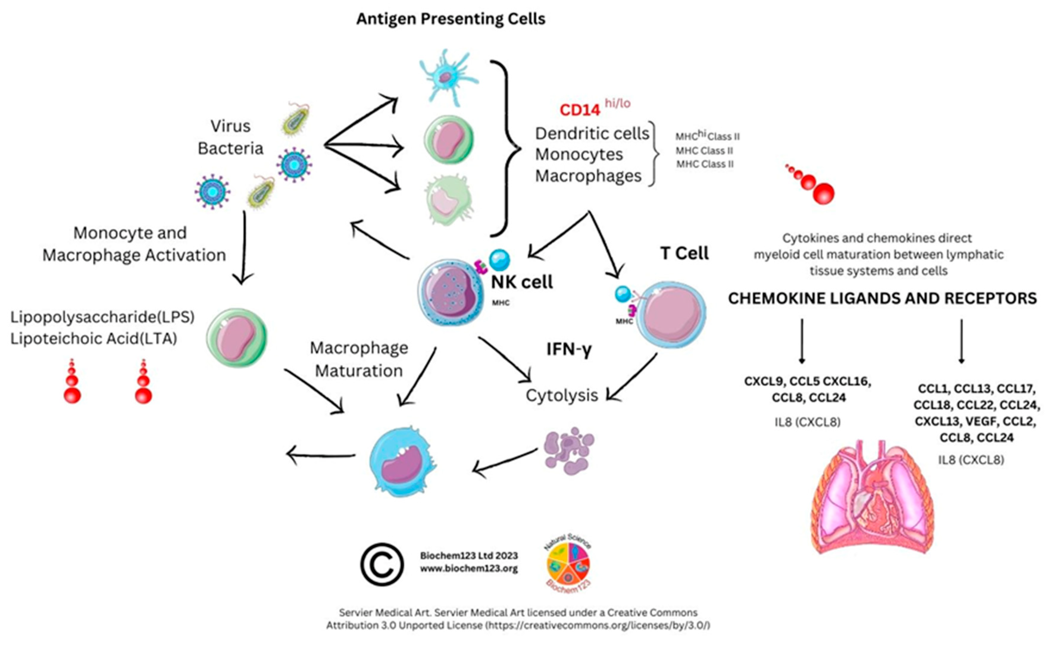 Vaccines 11 00408 g004 Vaccines 11 00408 g004