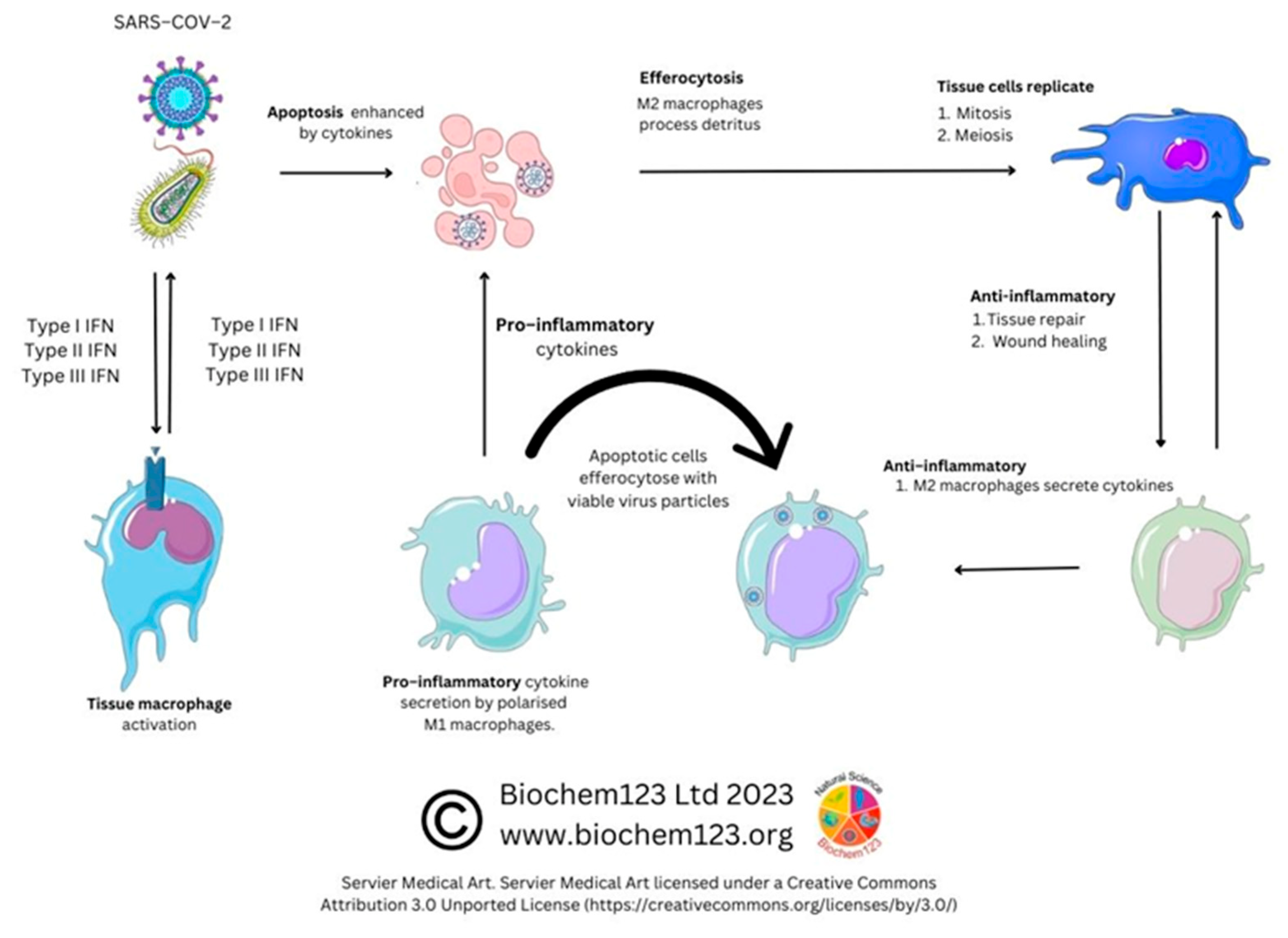Vaccines 11 00408 g006 Vaccines 11 00408 g006
