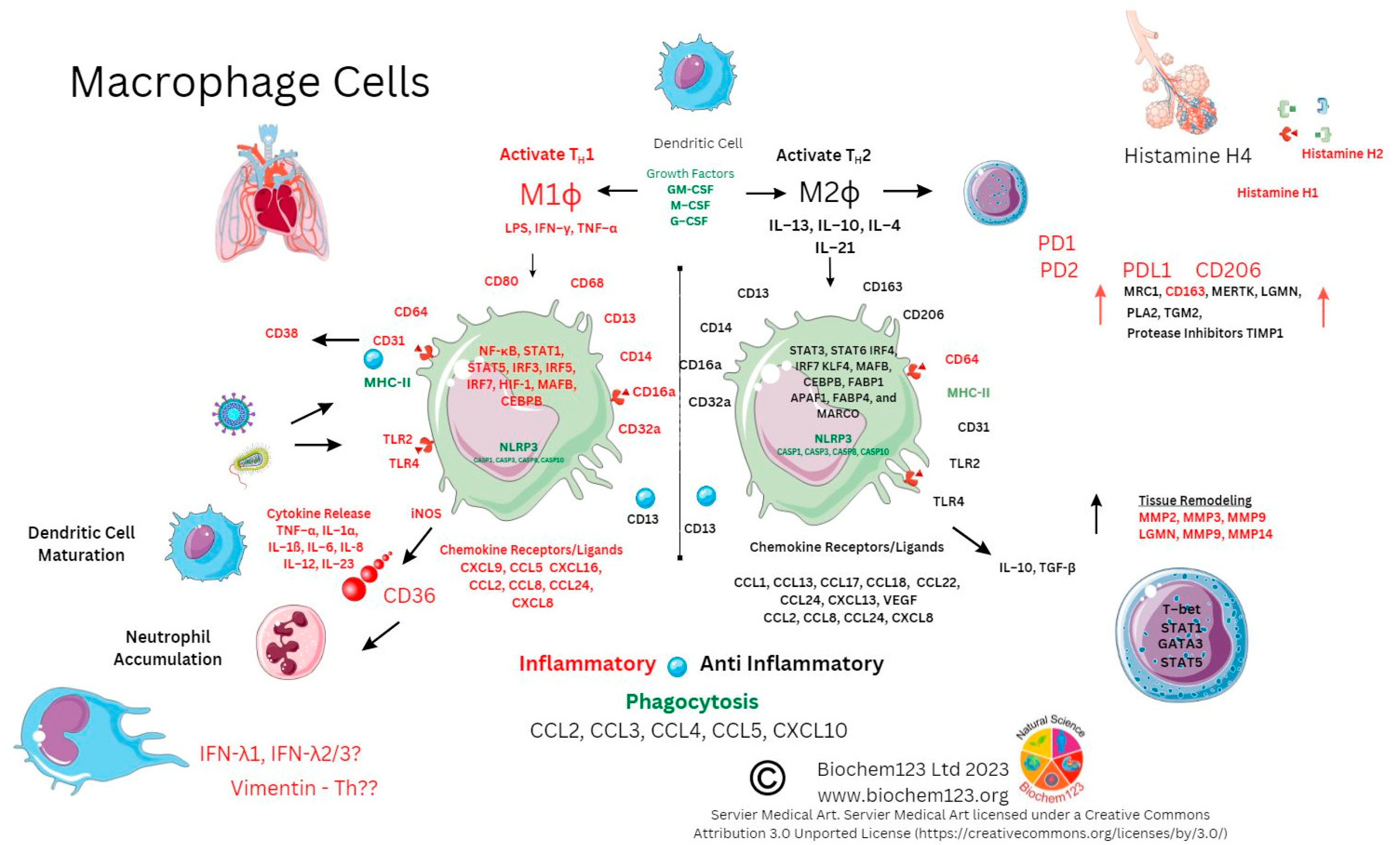 Vaccines 11 00408 g007 Vaccines 11 00408 g007