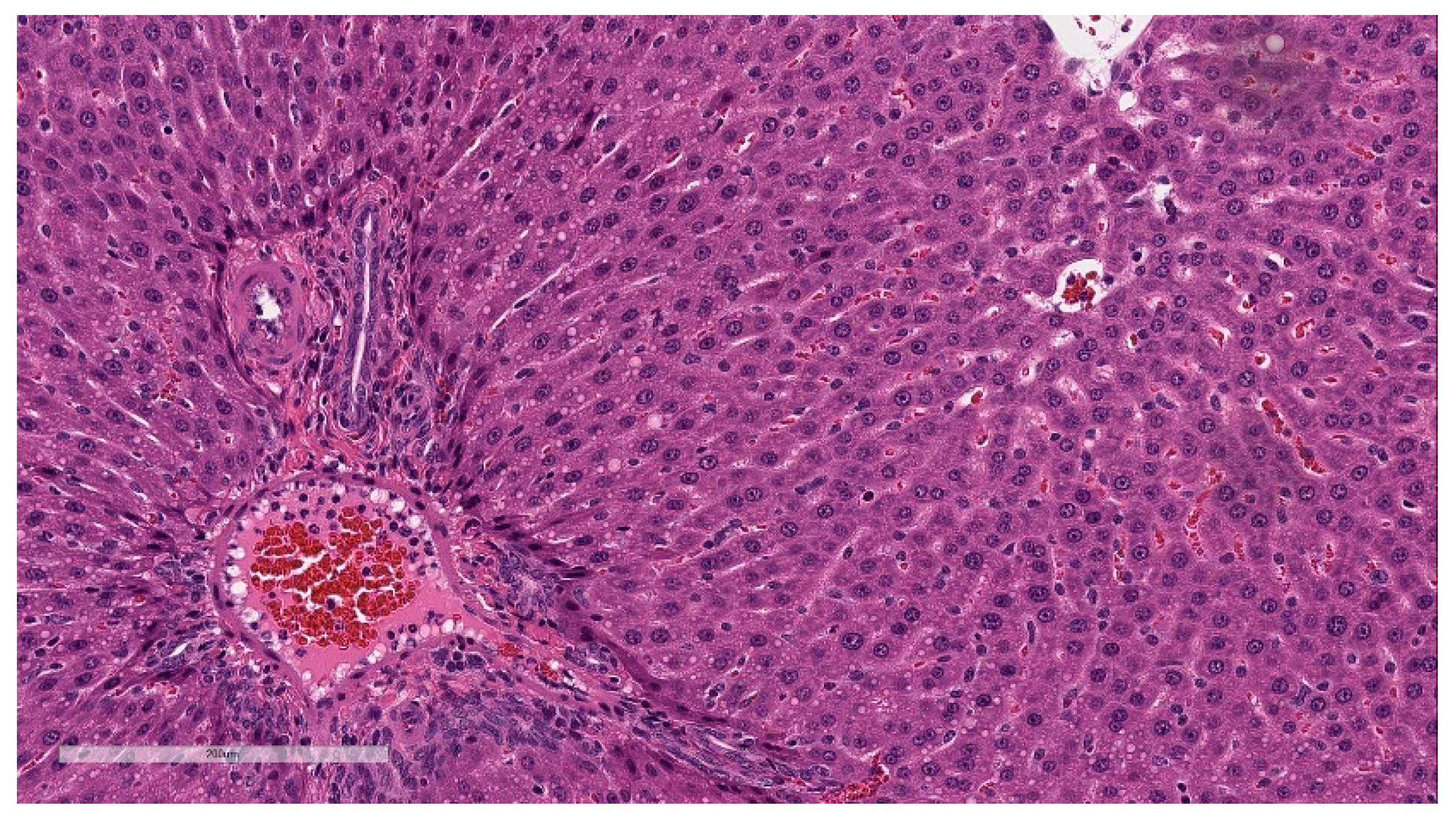 Vaccines 11 00417 g007