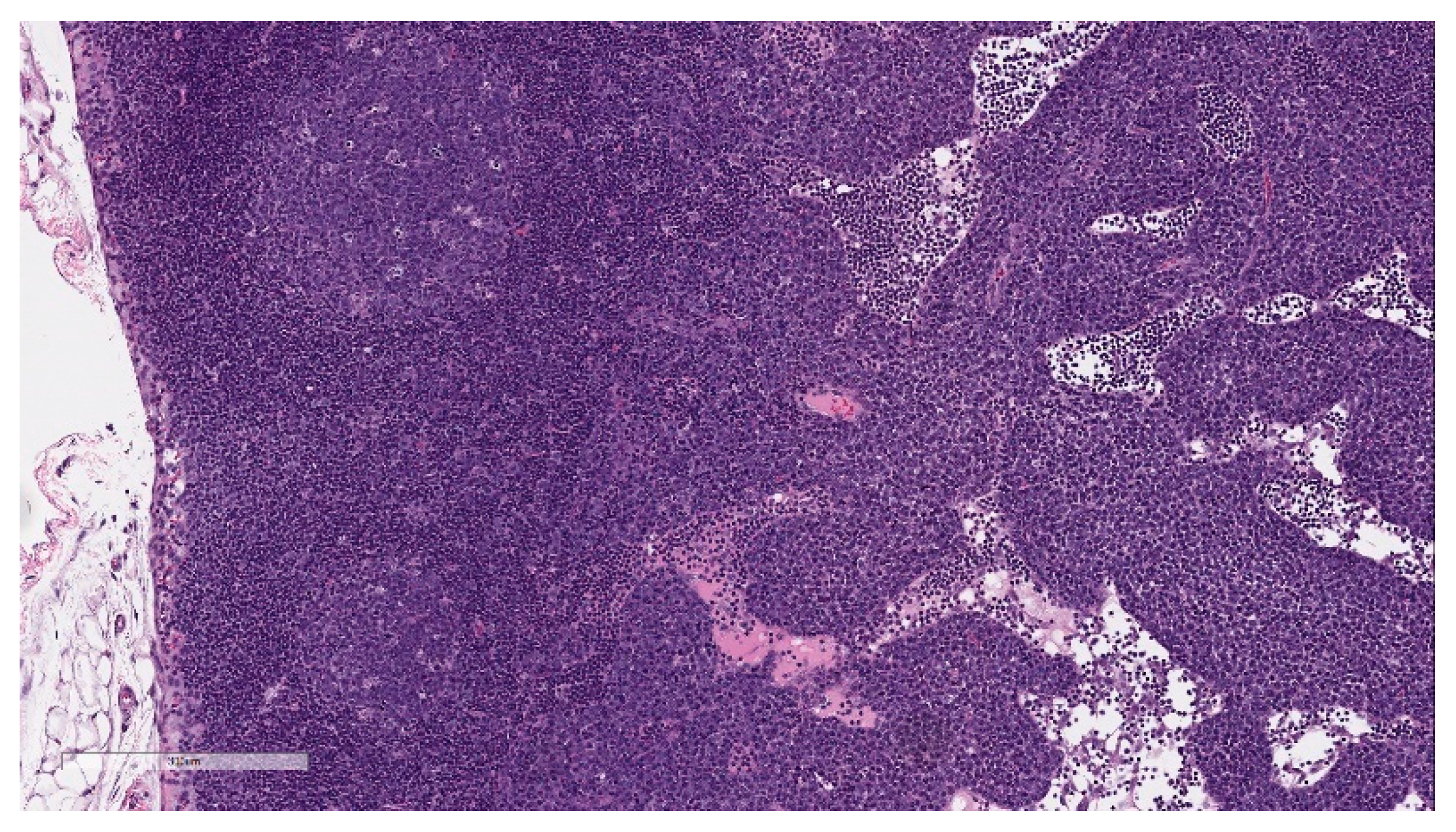 Vaccines 11 00417 g008