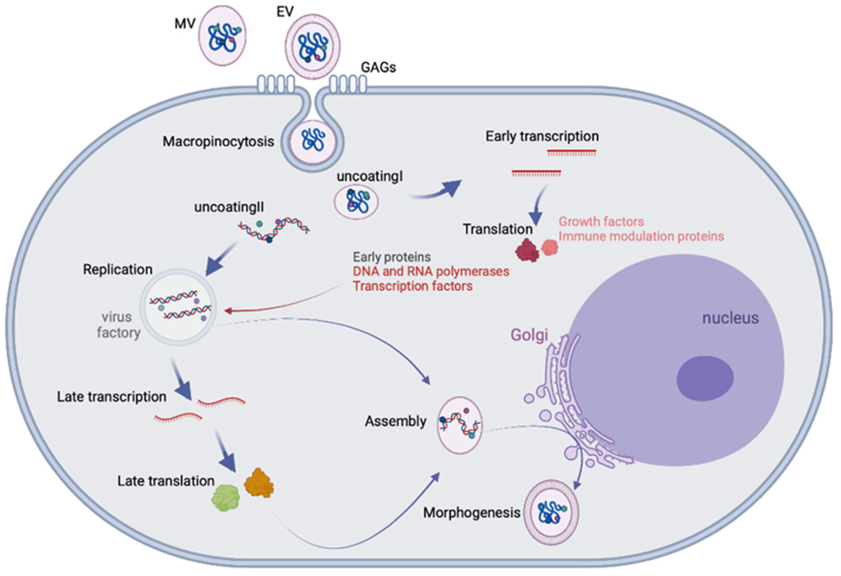 Vaccines 11 00428 g002
