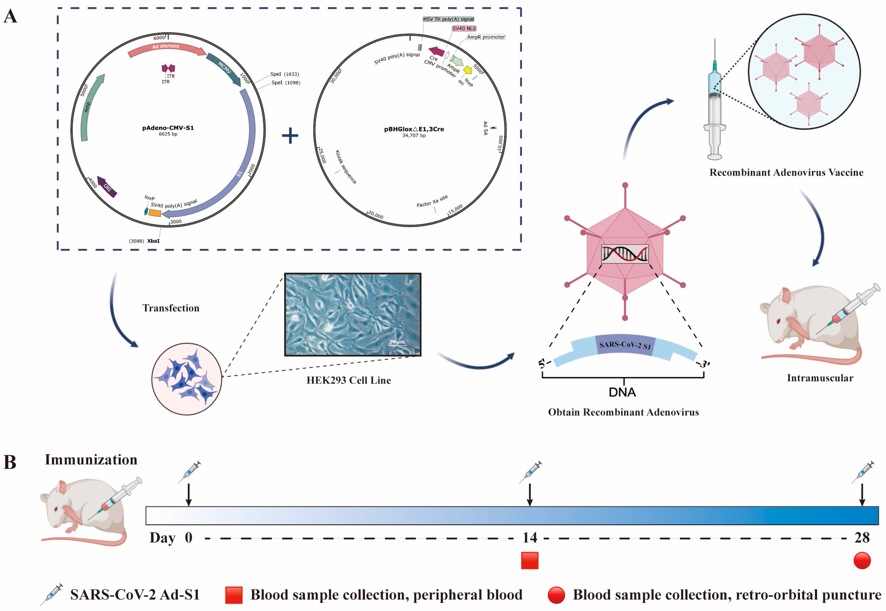 Vaccines 11 00429 g001 Vaccines 11 00429 g001