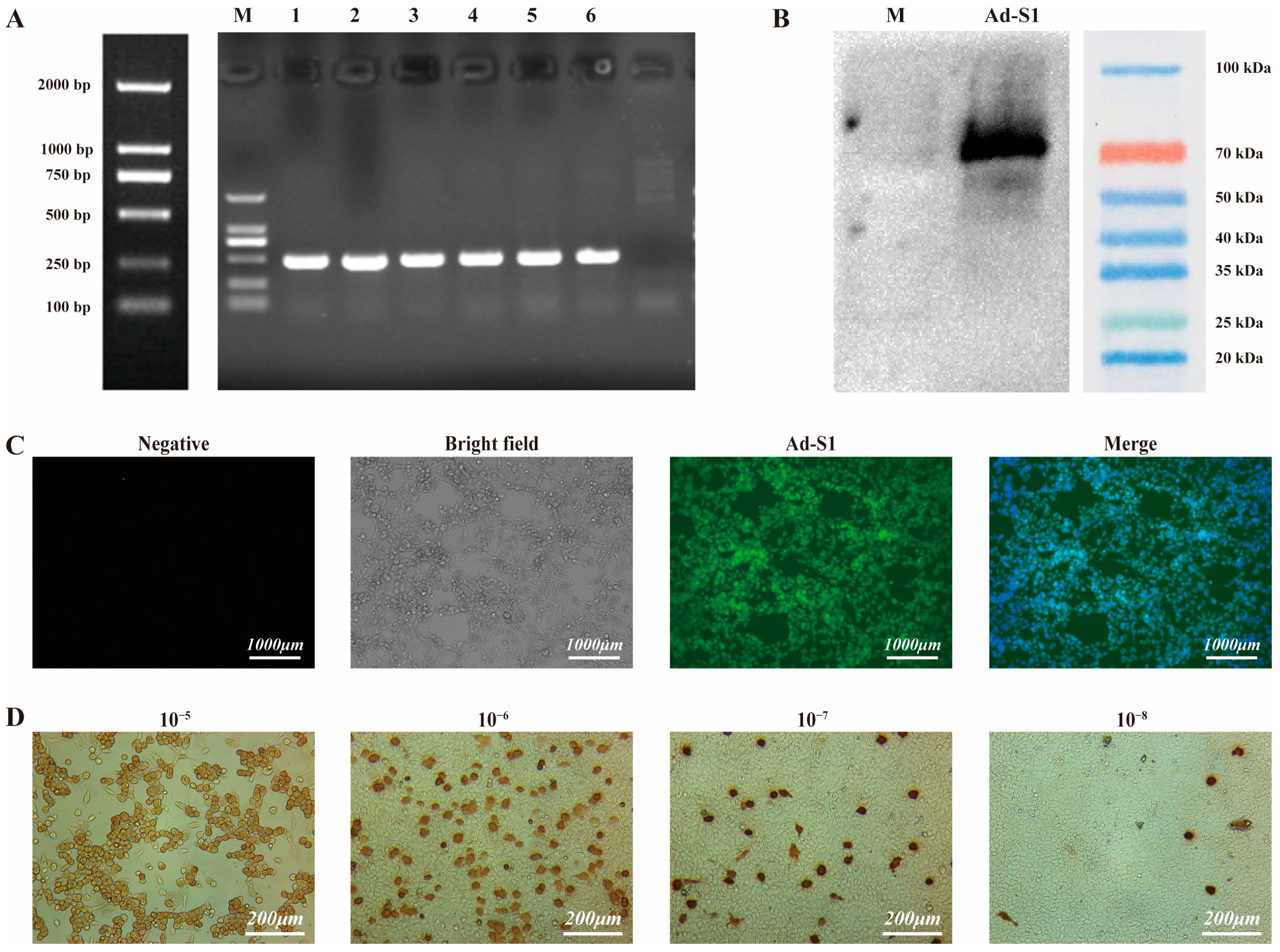 Vaccines 11 00429 g002 Vaccines 11 00429 g002
