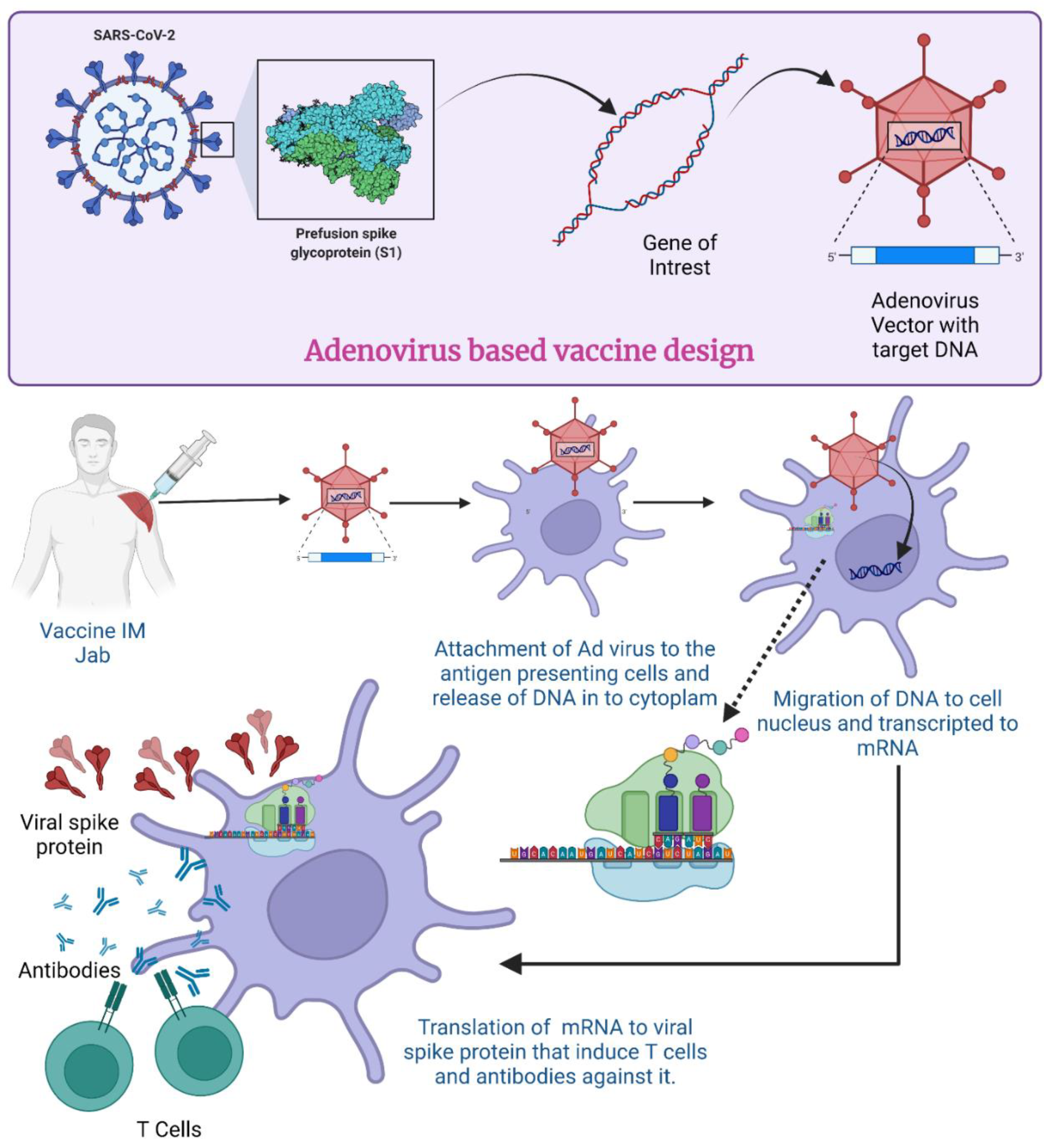 Vaccines 11 00432 g004