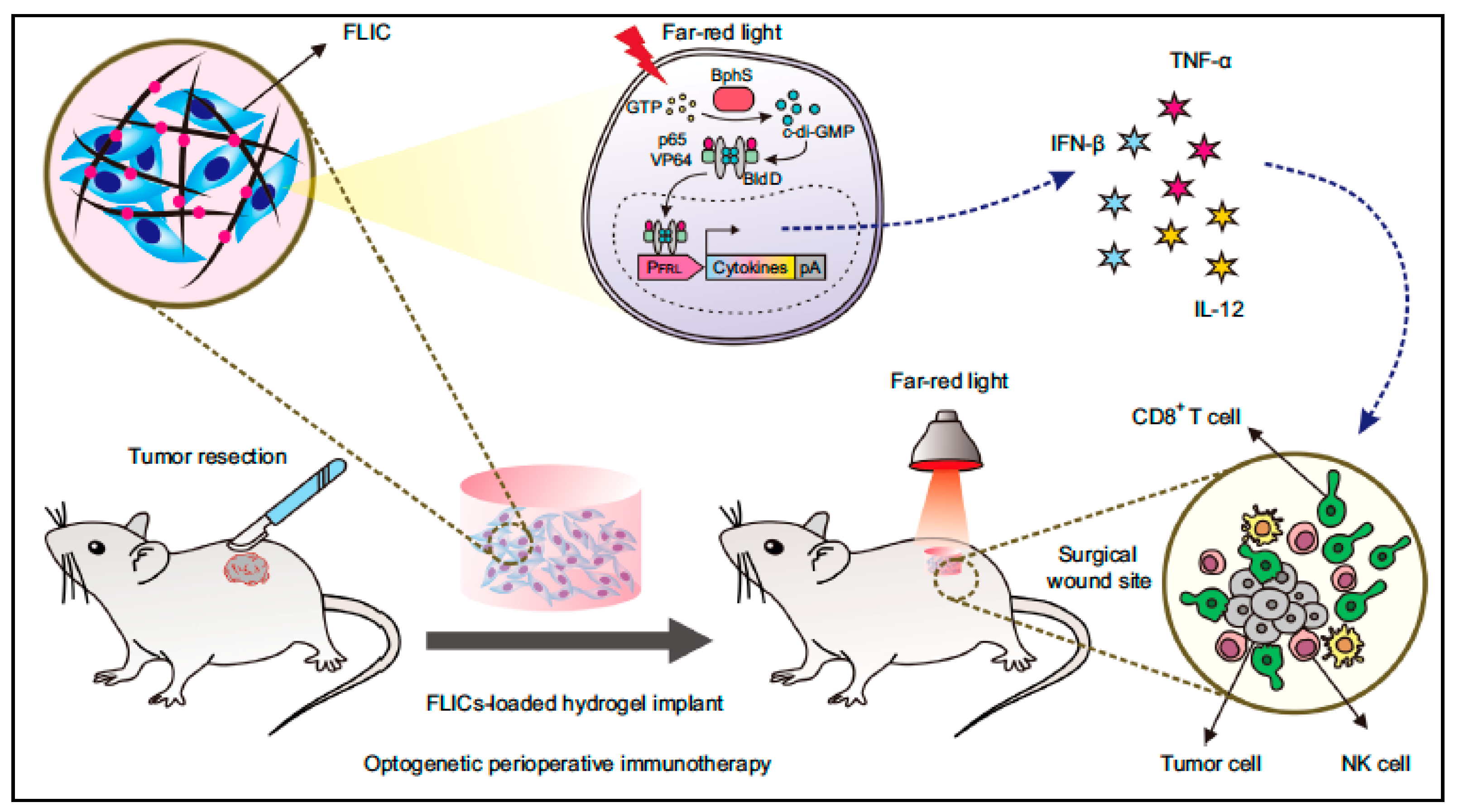 Vaccines 11 00458 g008