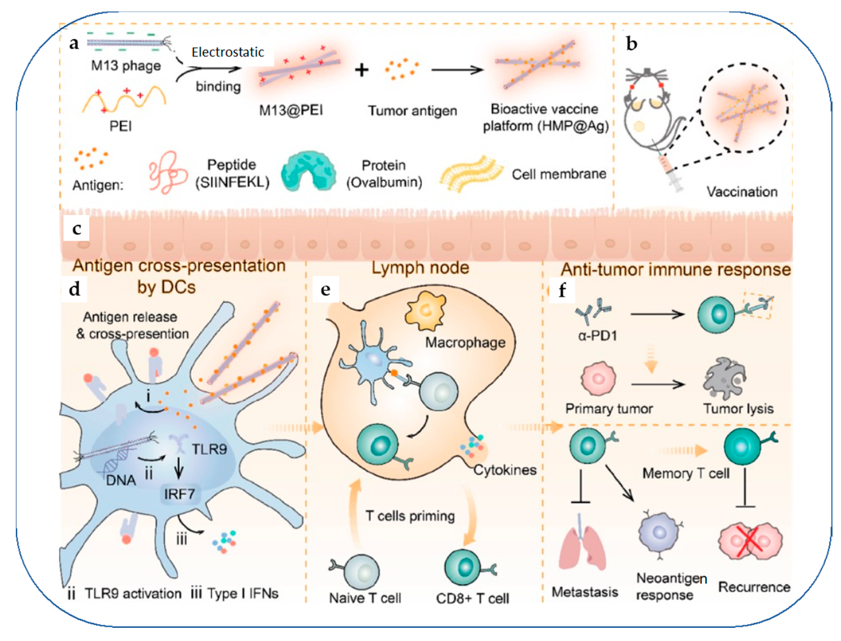 Vaccines 11 00458 g010