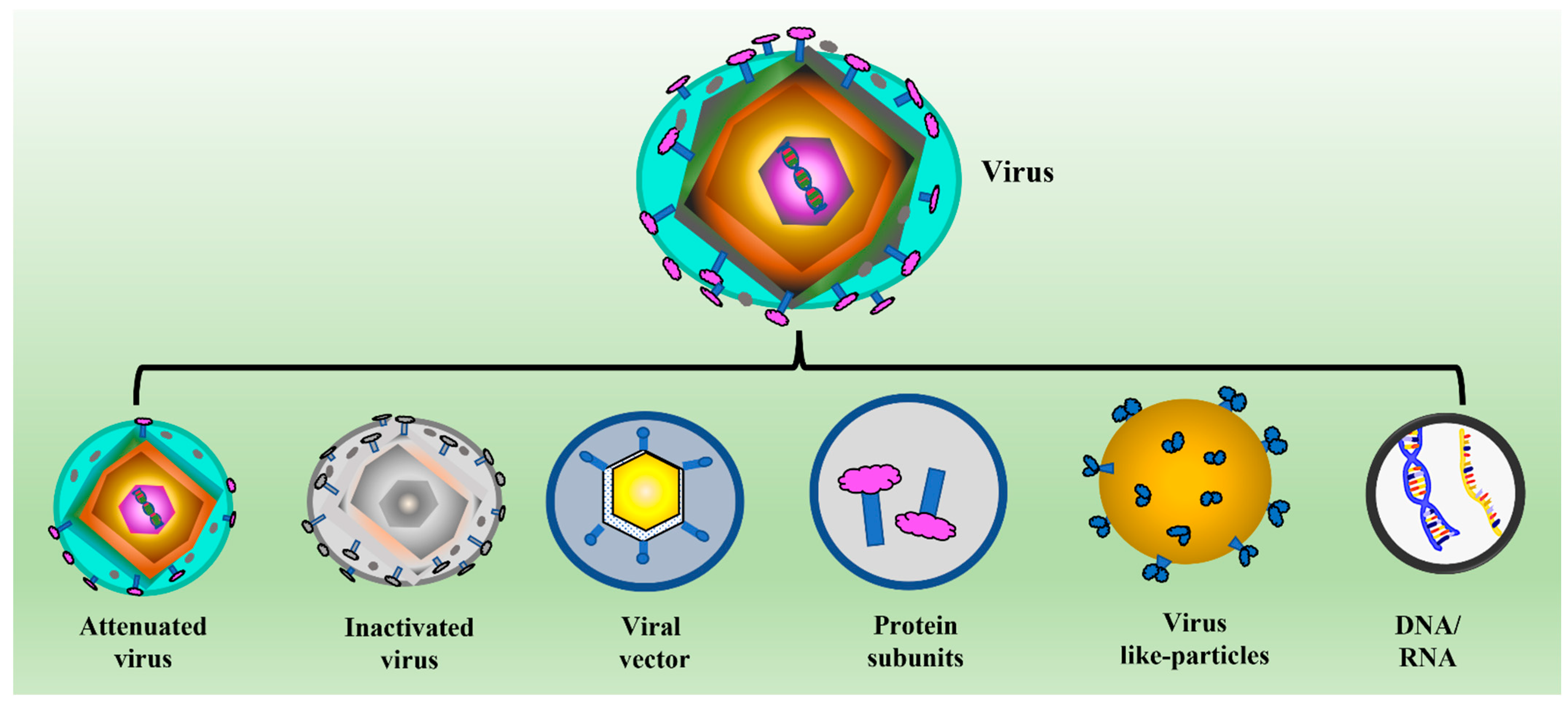 Vaccines Free FullText YeastBased Viruslike Particles as an