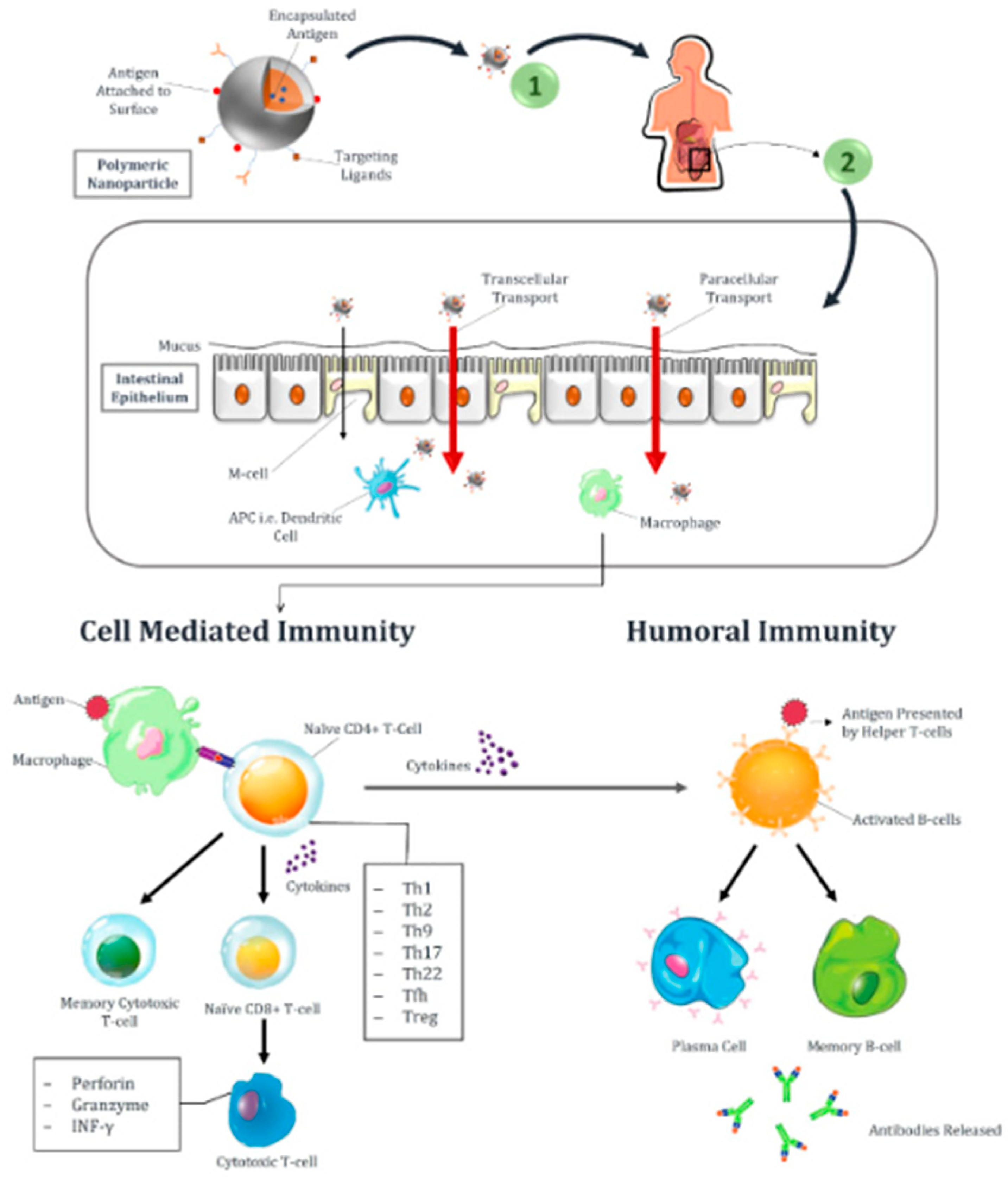 Vaccines 11 00490 g003 Vaccines 11 00490 g003