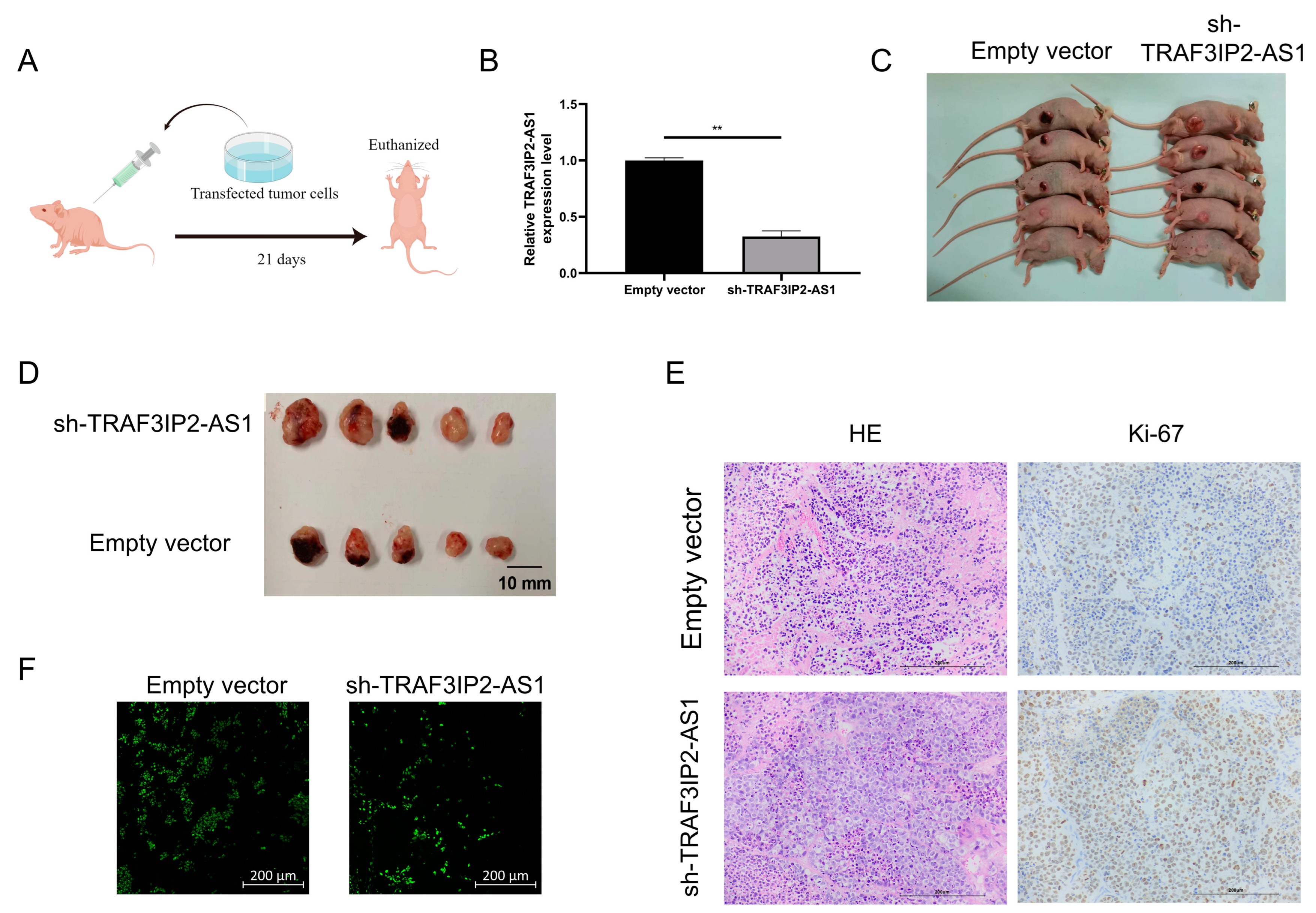 Vaccines 11 00499 g007 Vaccines 11 00499 g007