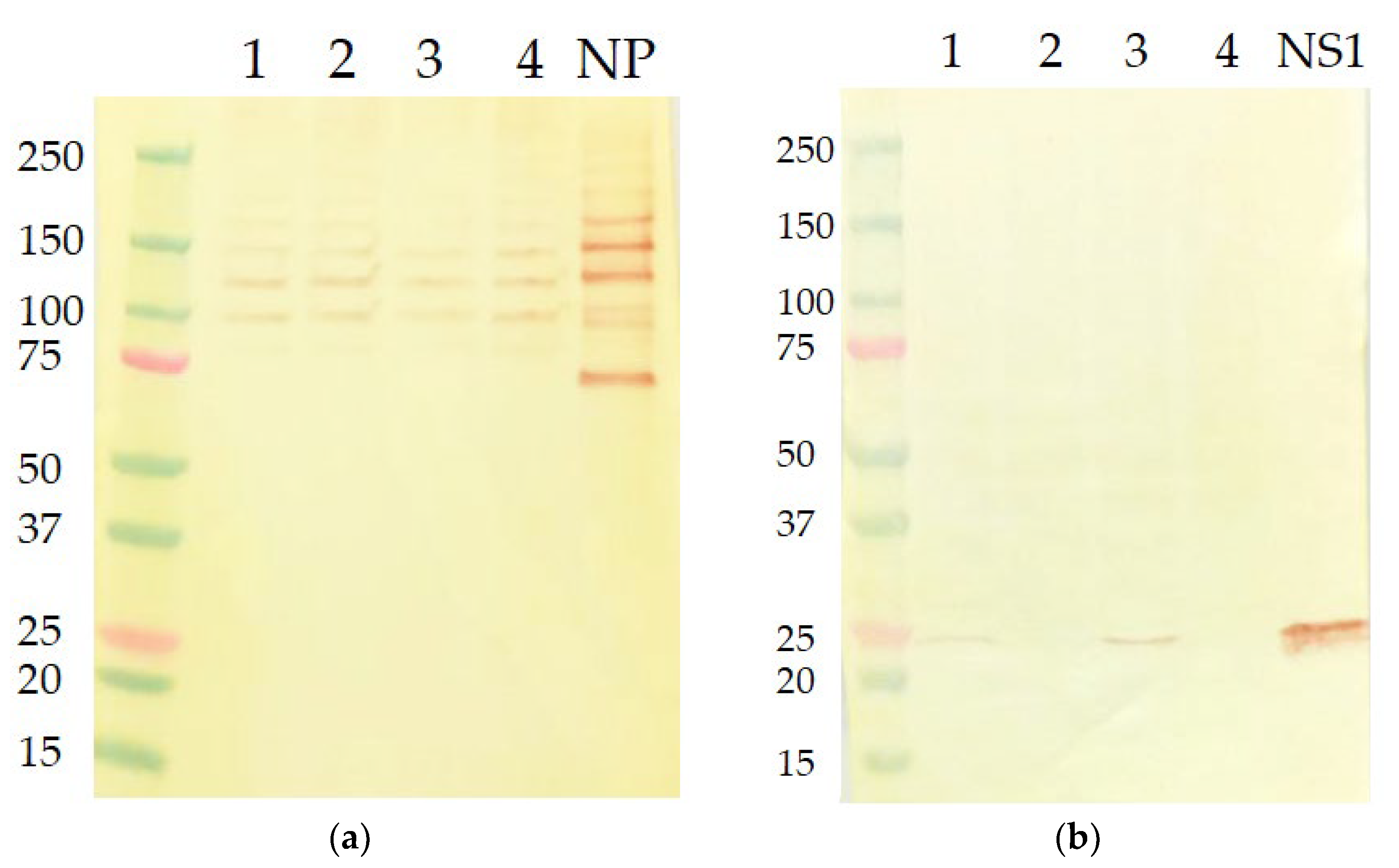 Vaccines 11 00501 g002 Vaccines 11 00501 g002