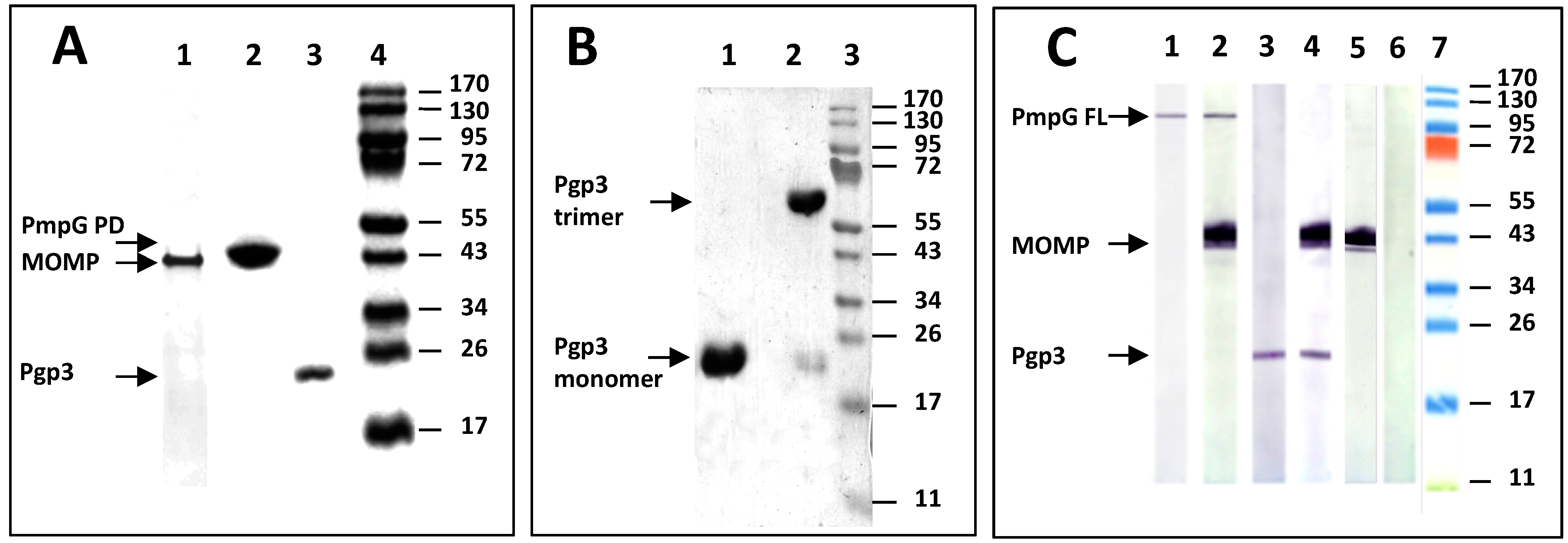 Vaccines 11 00504 g001 Vaccines 11 00504 g001