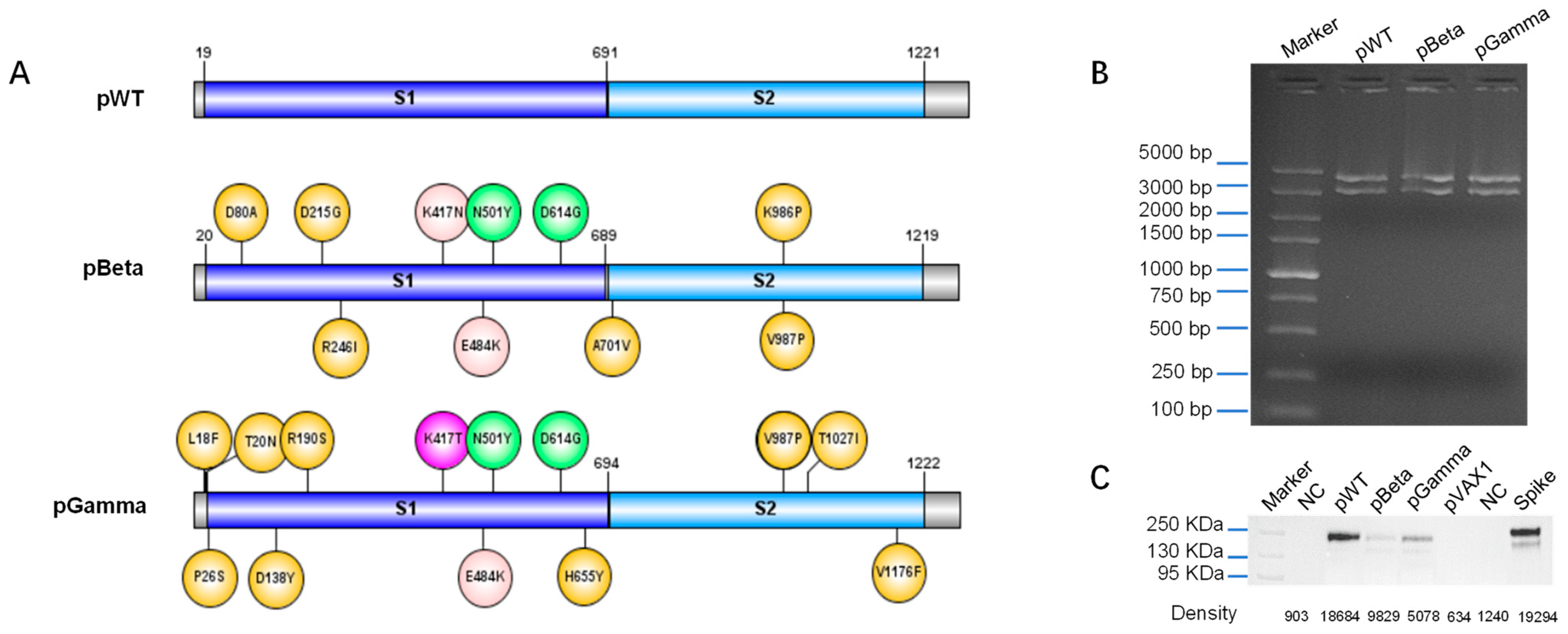 Vaccines 11 00513 g001 Vaccines 11 00513 g001