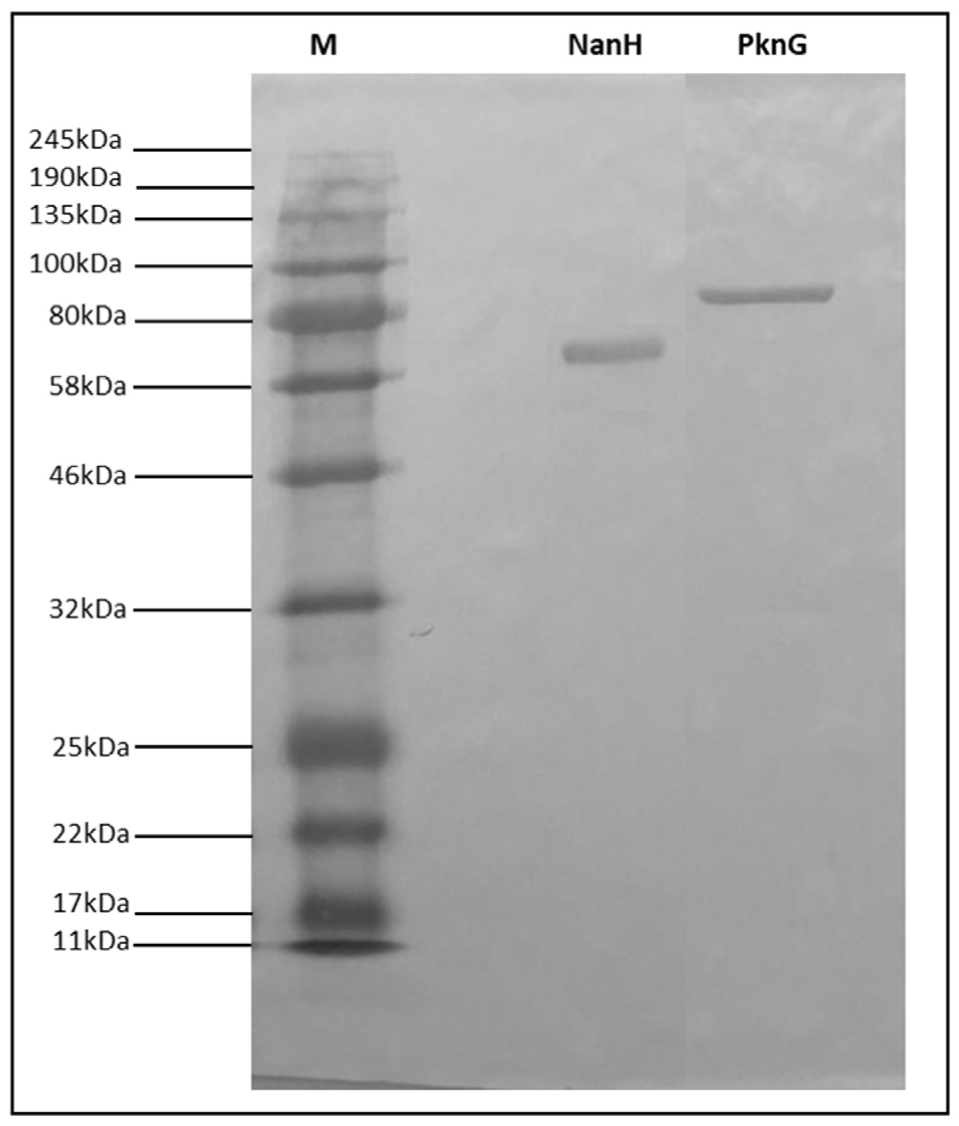 Vaccines Free FullText Evaluation of the Association of