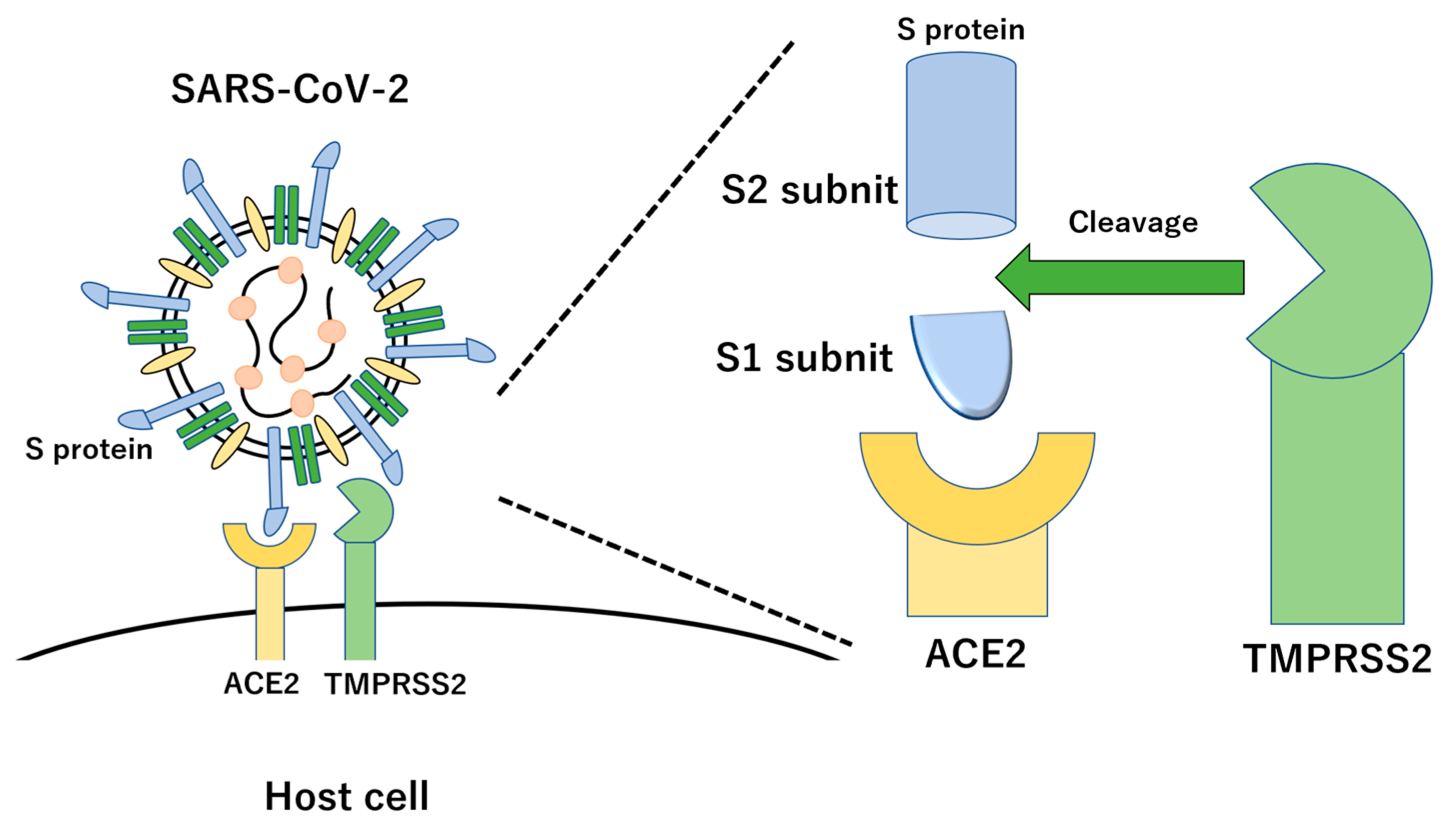 Vaccines 11 00539 g002 Vaccines 11 00539 g002