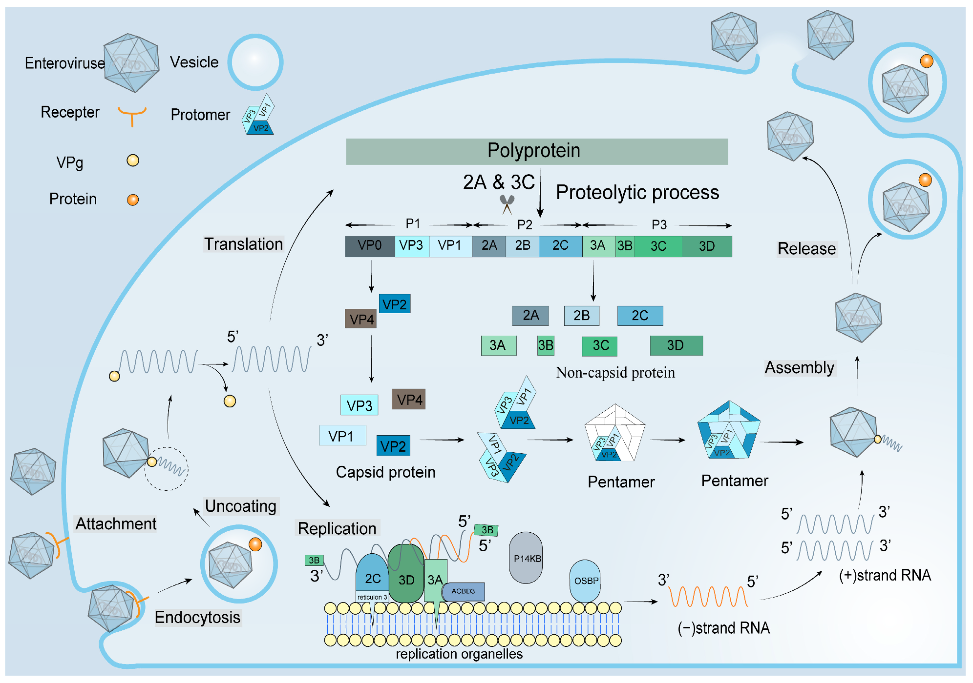 Vaccines 11 00571 g001