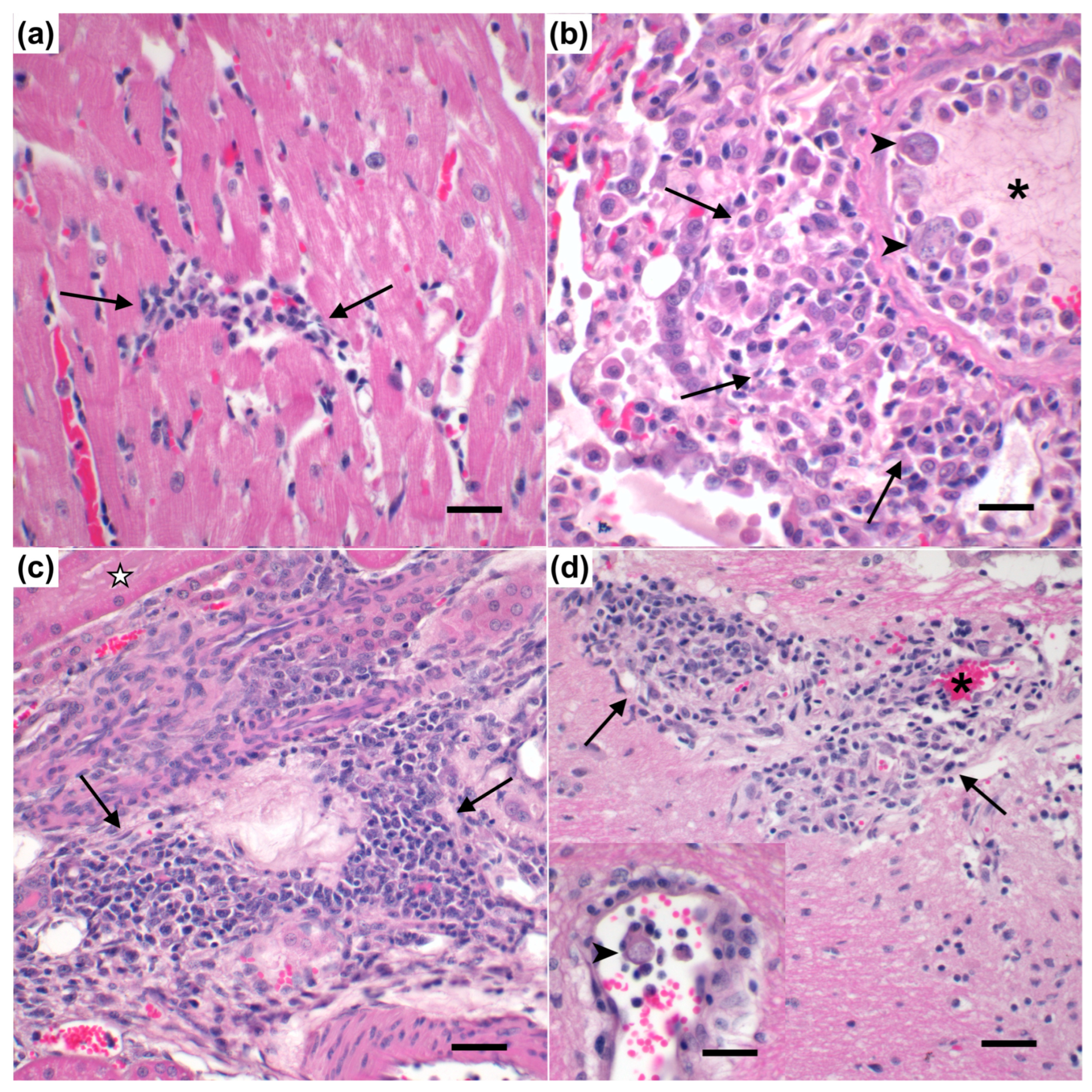 Vaccines 11 00573 g009 Vaccines 11 00573 g009