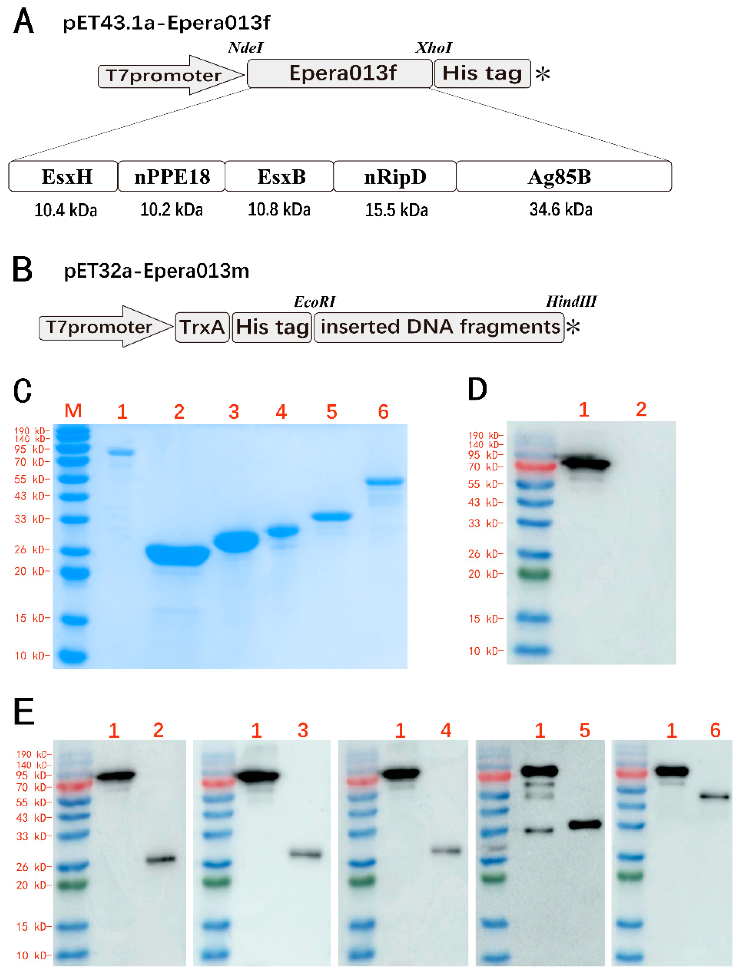 Vaccines 11 00609 g003