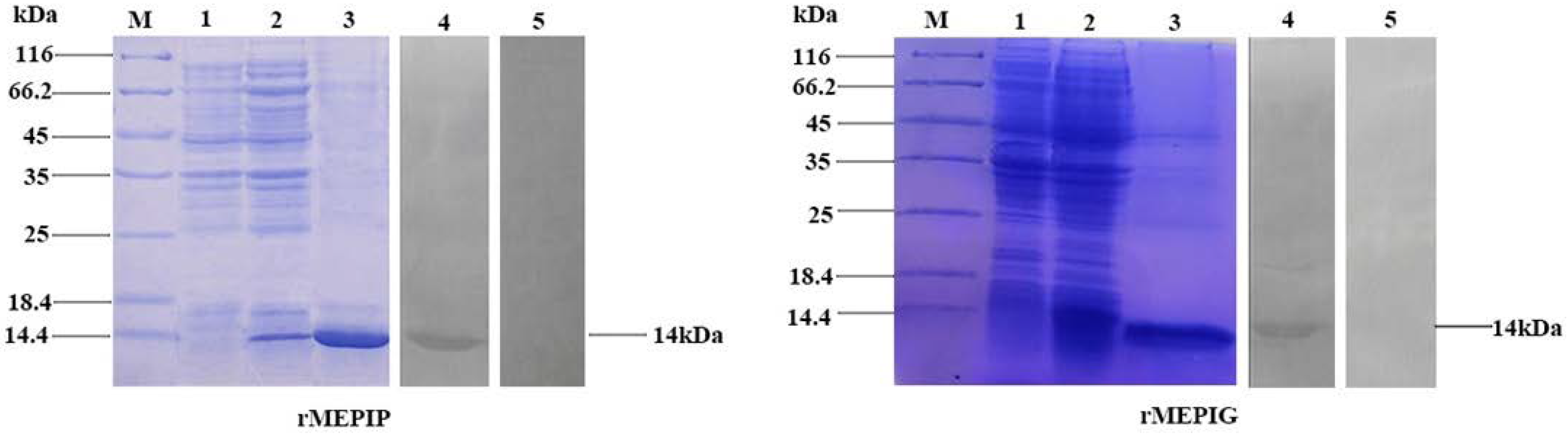 Vaccines 11 00624 g004 Vaccines 11 00624 g004