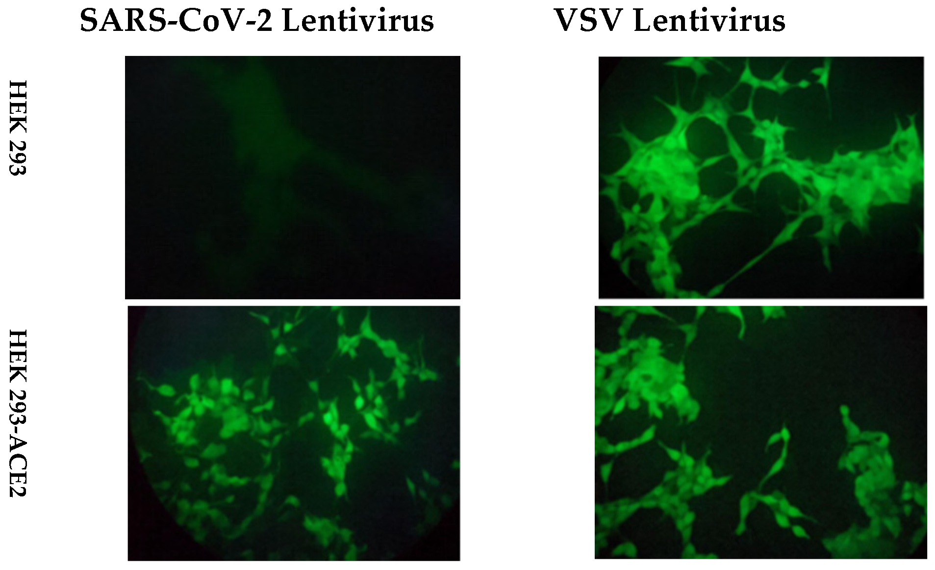 Vaccines 11 00637 g002 Vaccines 11 00637 g002