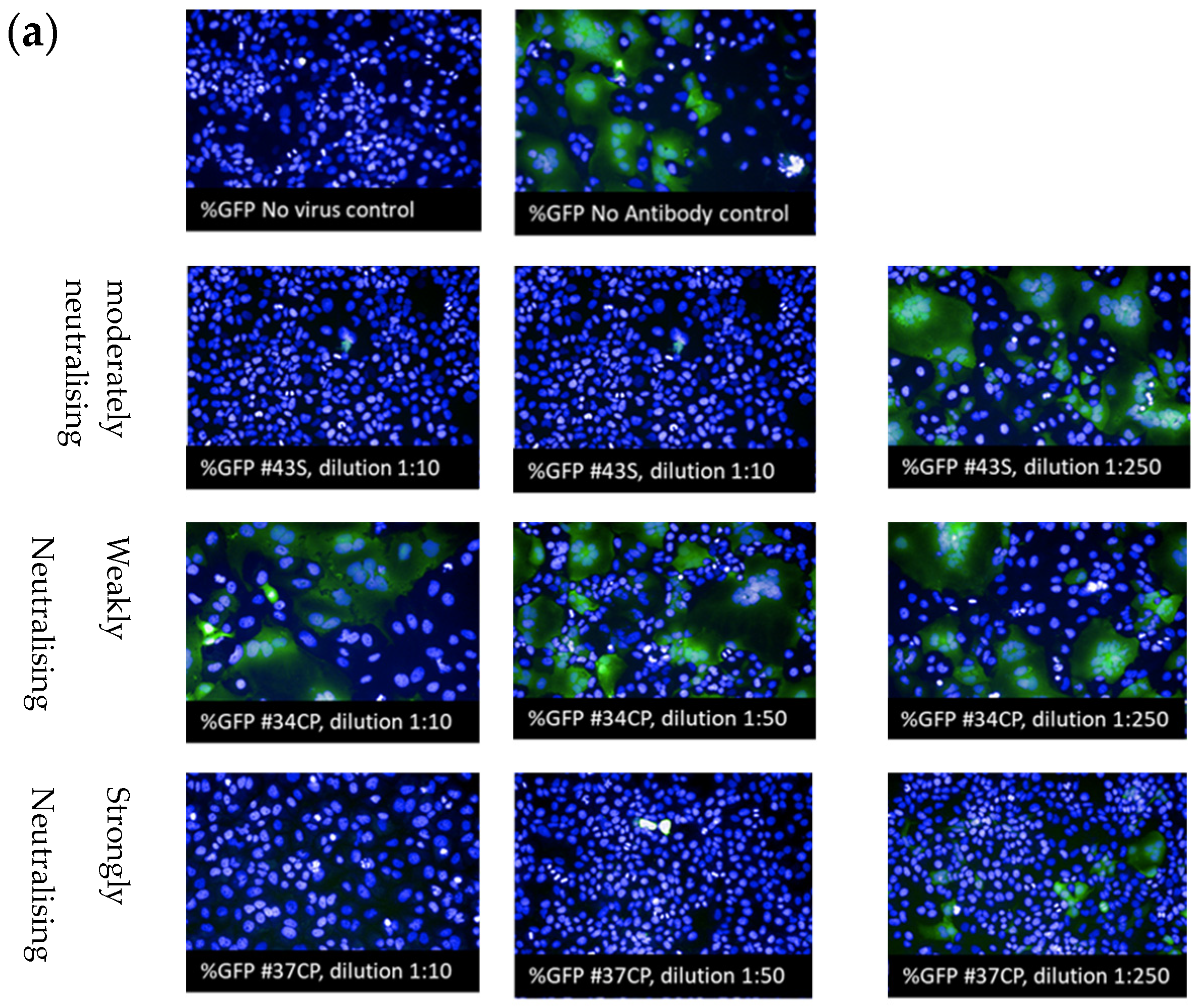 Vaccines 11 00637 g005a Vaccines 11 00637 g005a