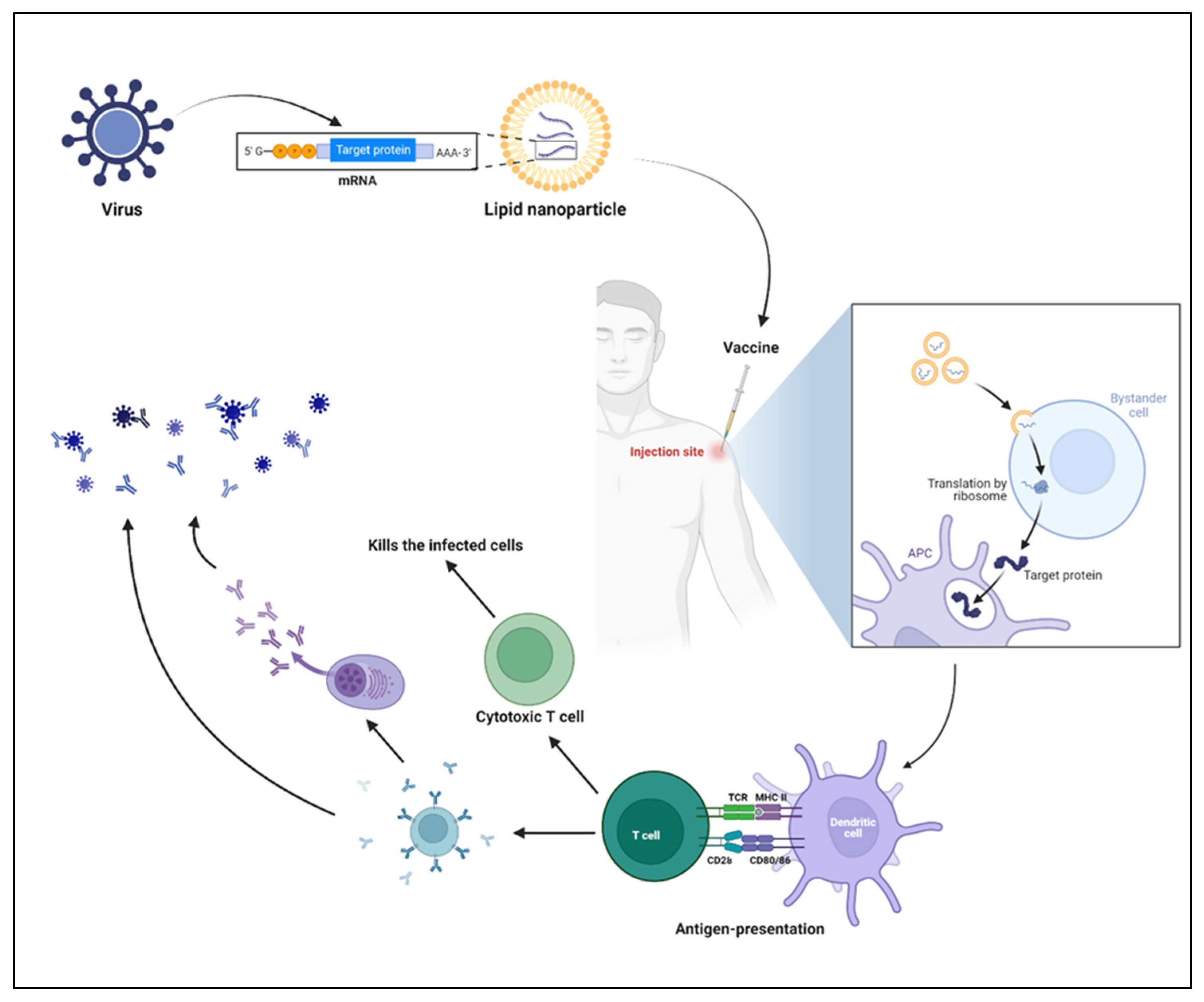 Vaccines 11 00658 g005 Vaccines 11 00658 g005