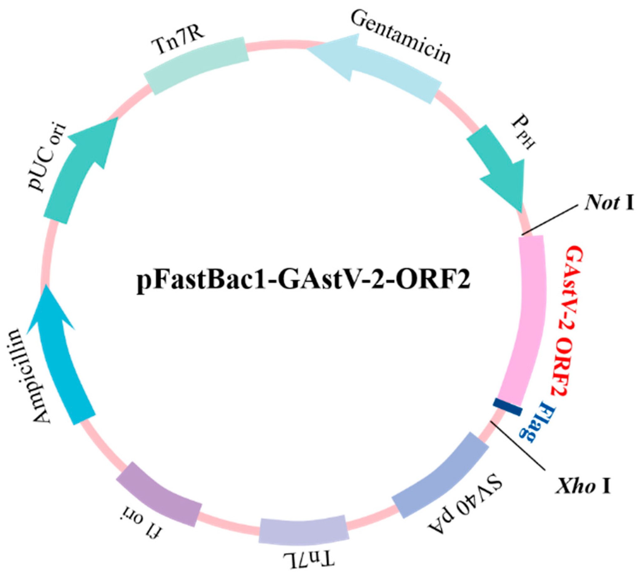Vaccines 11 00664 g001 Vaccines 11 00664 g001