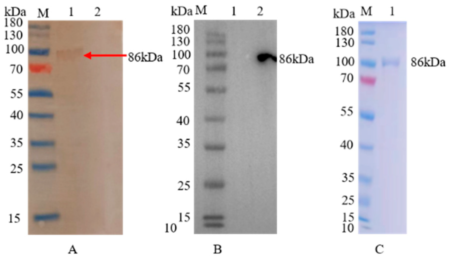 Vaccines 11 00664 g002 Vaccines 11 00664 g002