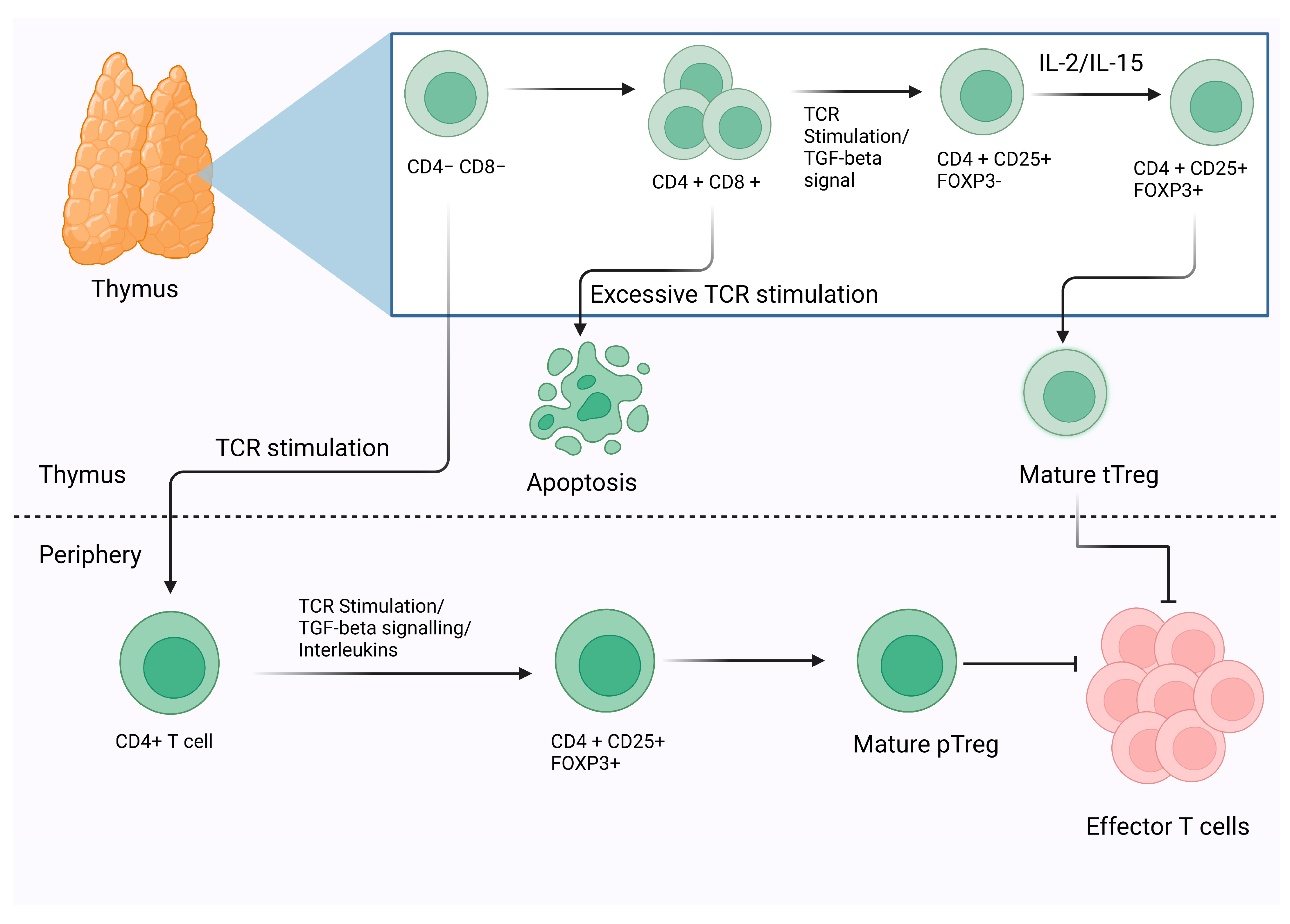 Severe COVID-19 may lead to long-term innate immune system changes