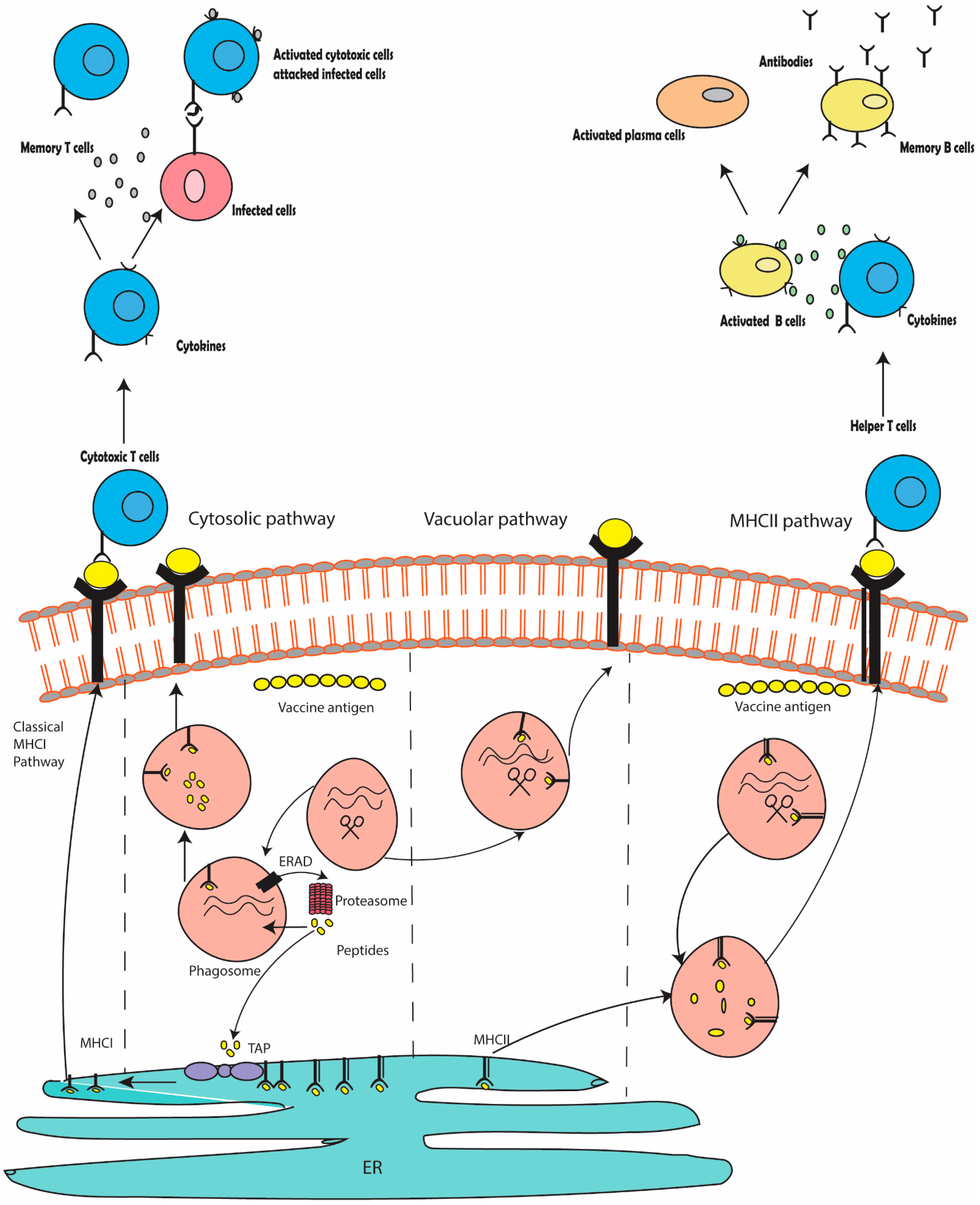 Vaccines 11 00710 g001