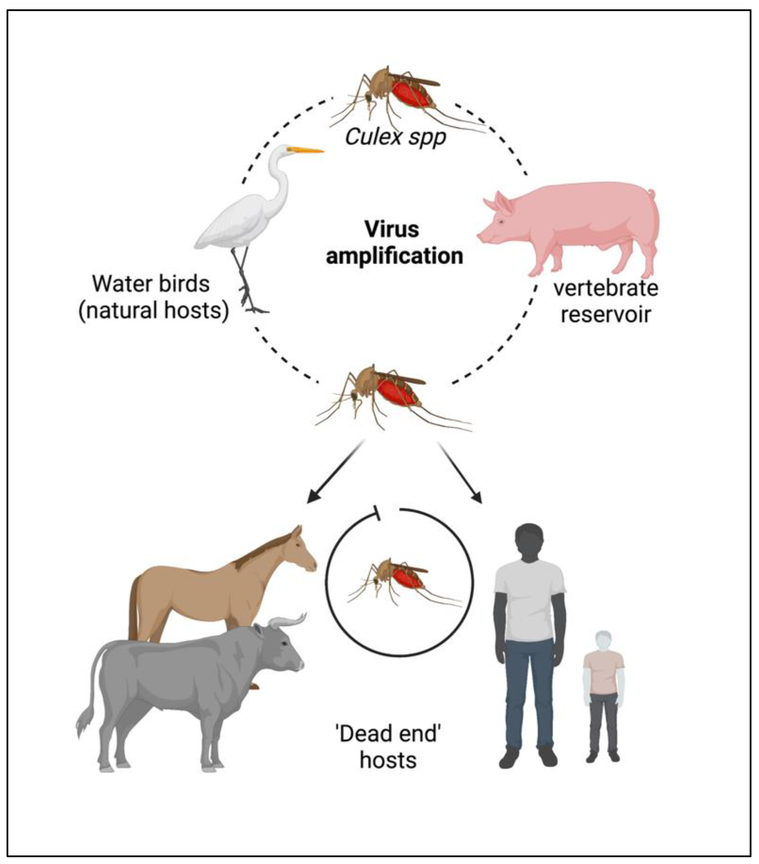 Vaccines | Free Full-Text | Japanese Encephalitis Virus: An Update on the  Potential Antivirals and Vaccines