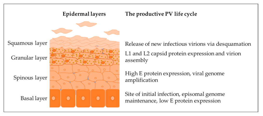Vaccines 11 00769 g001 Vaccines 11 00769 g001