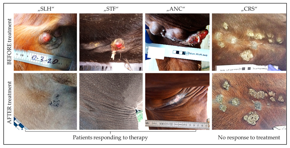 Vaccines 11 00769 g003 Vaccines 11 00769 g003